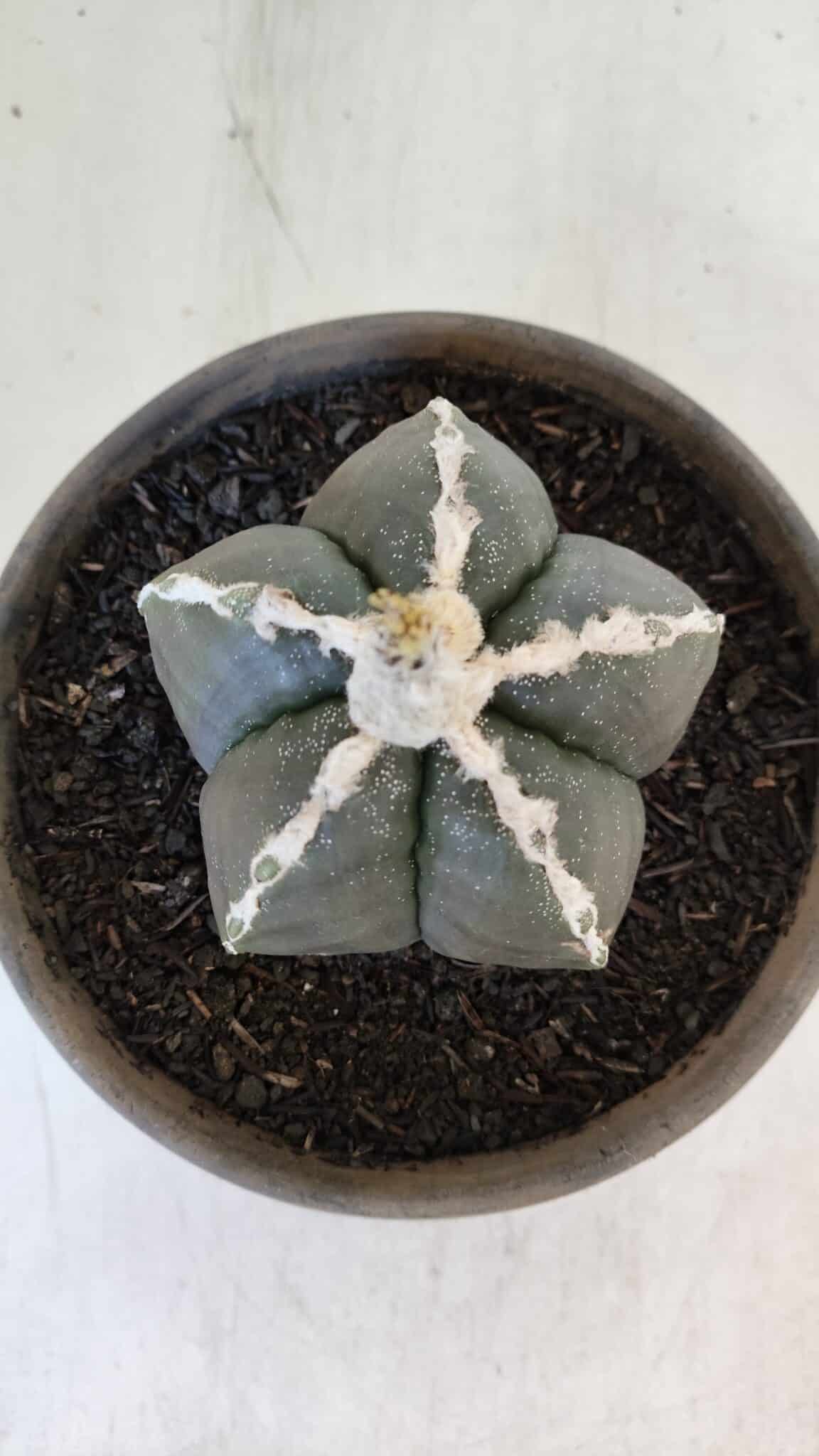 ASTROPHYTUM MYRIOSTIGMA Nº 963  – vaso 15