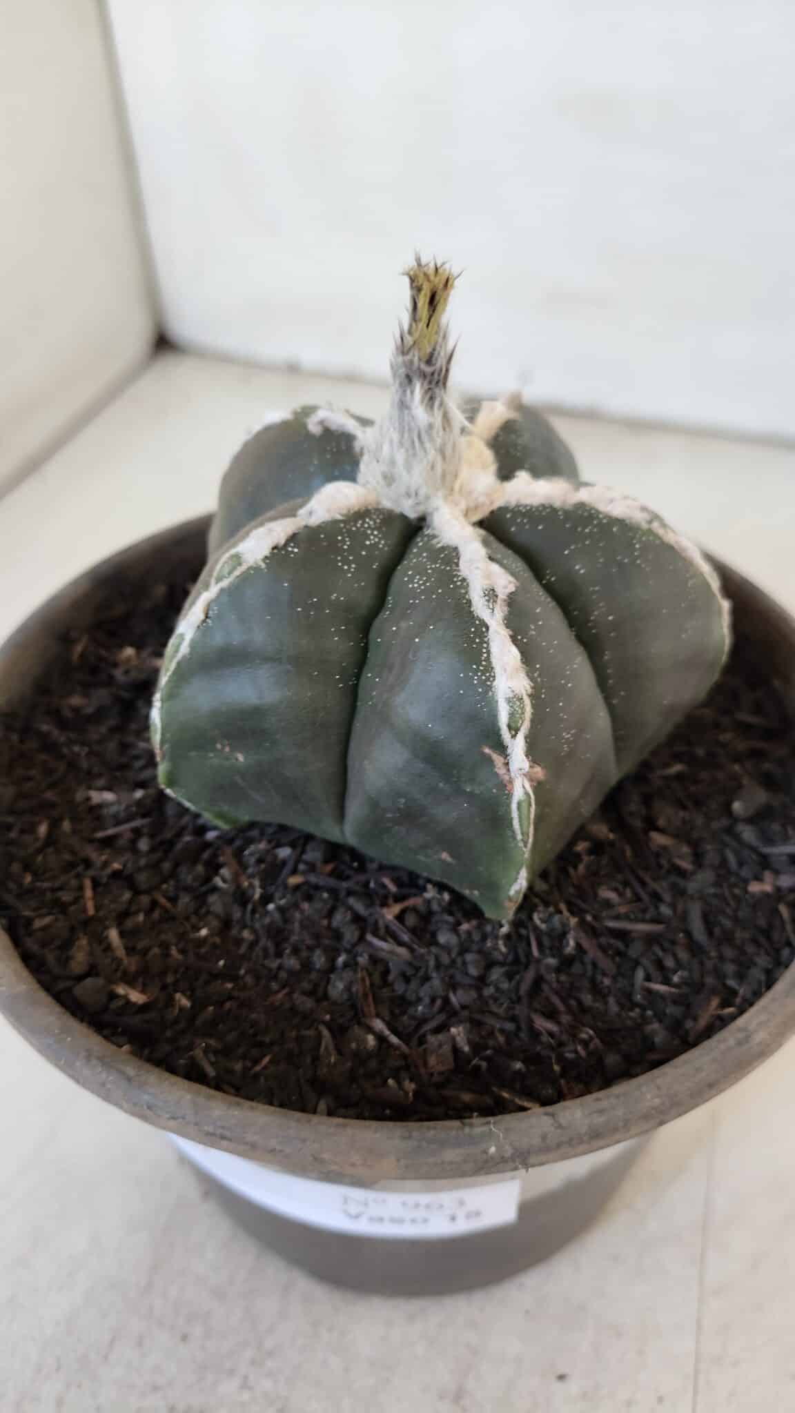 ASTROPHYTUM MYRIOSTIGMA Nº 963  – vaso 15