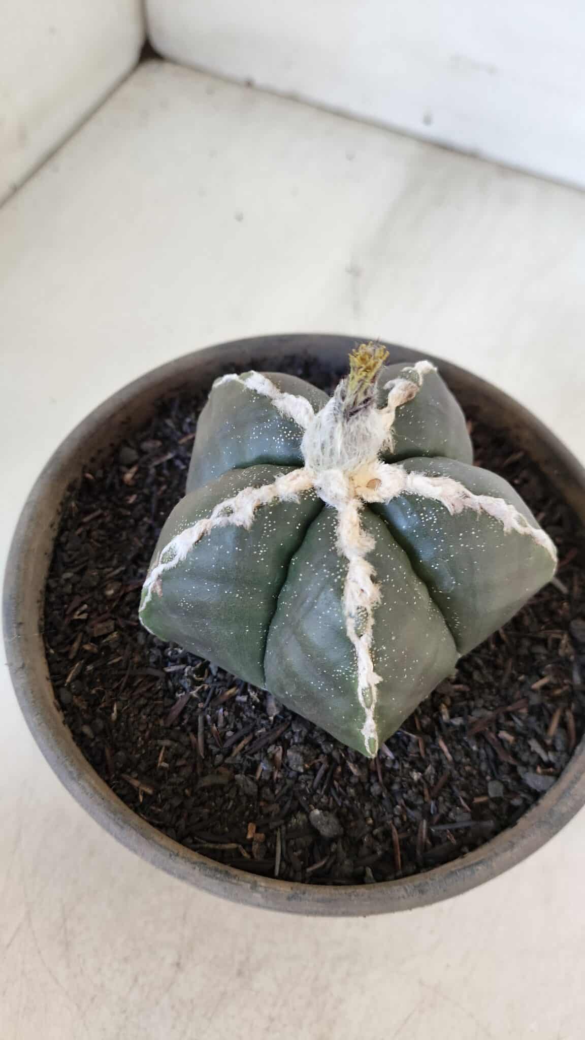 ASTROPHYTUM MYRIOSTIGMA Nº 963  – vaso 15