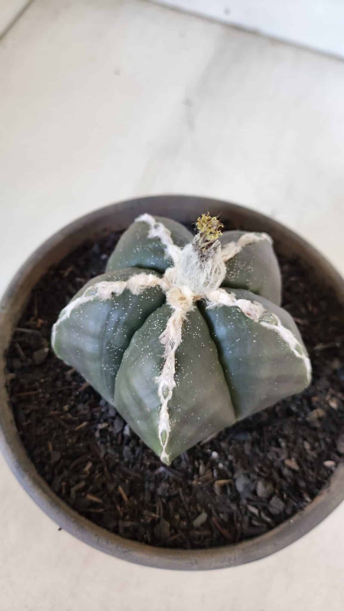 ASTROPHYTUM MYRIOSTIGMA Nº 963  – vaso 15