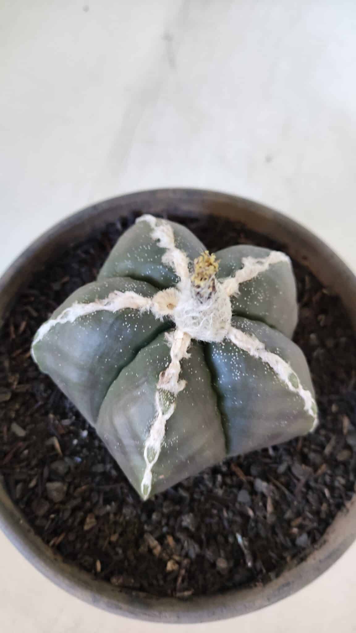 ASTROPHYTUM MYRIOSTIGMA Nº 963  – vaso 15