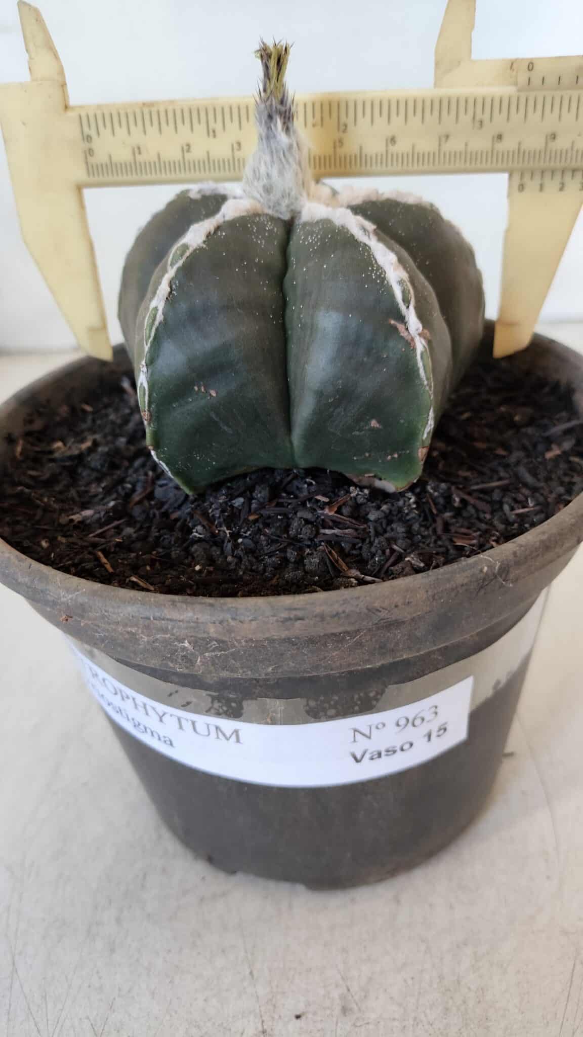 ASTROPHYTUM MYRIOSTIGMA Nº 963  – vaso 15