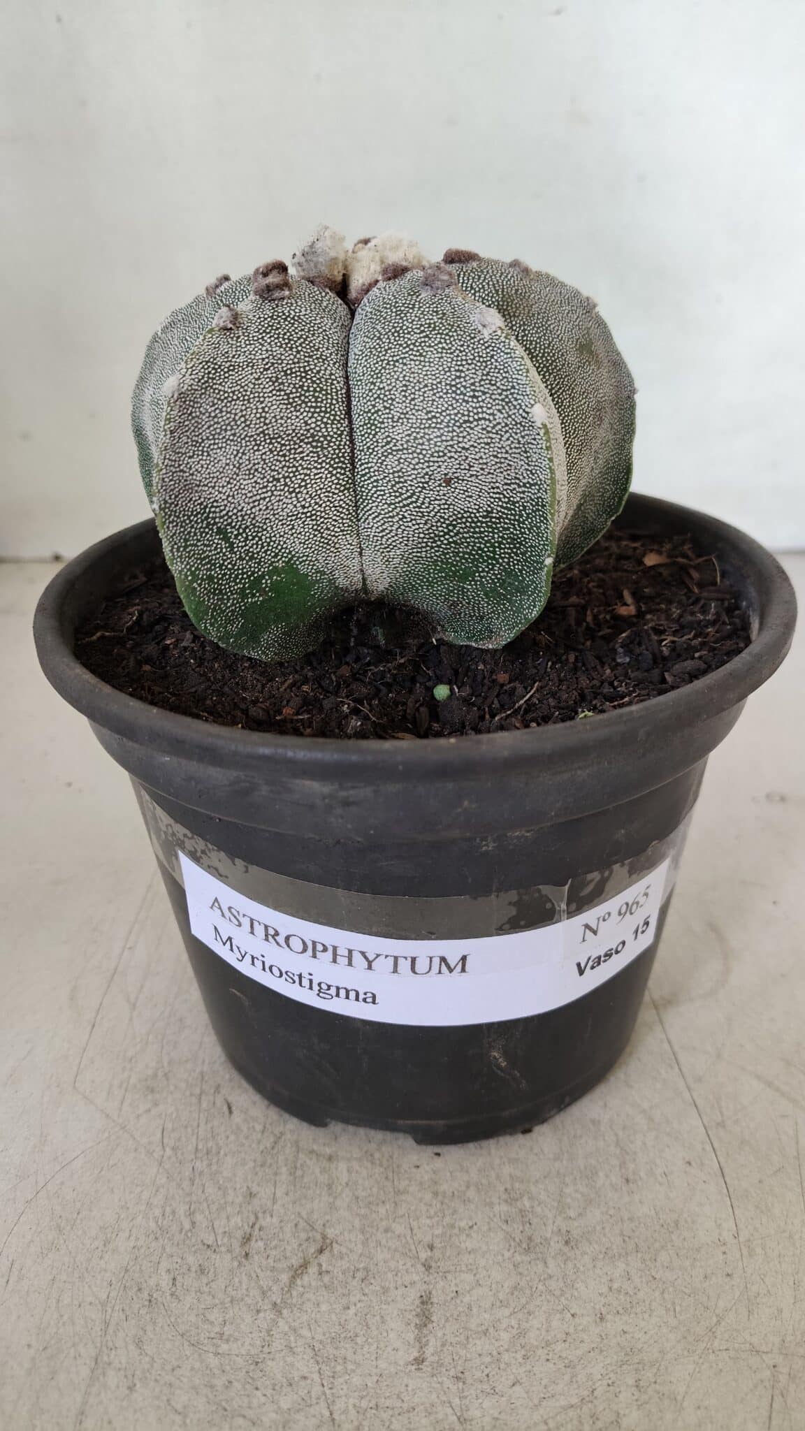 ASTROPHYTUM MYRIOSTIGMA Nº 965 – vaso 15