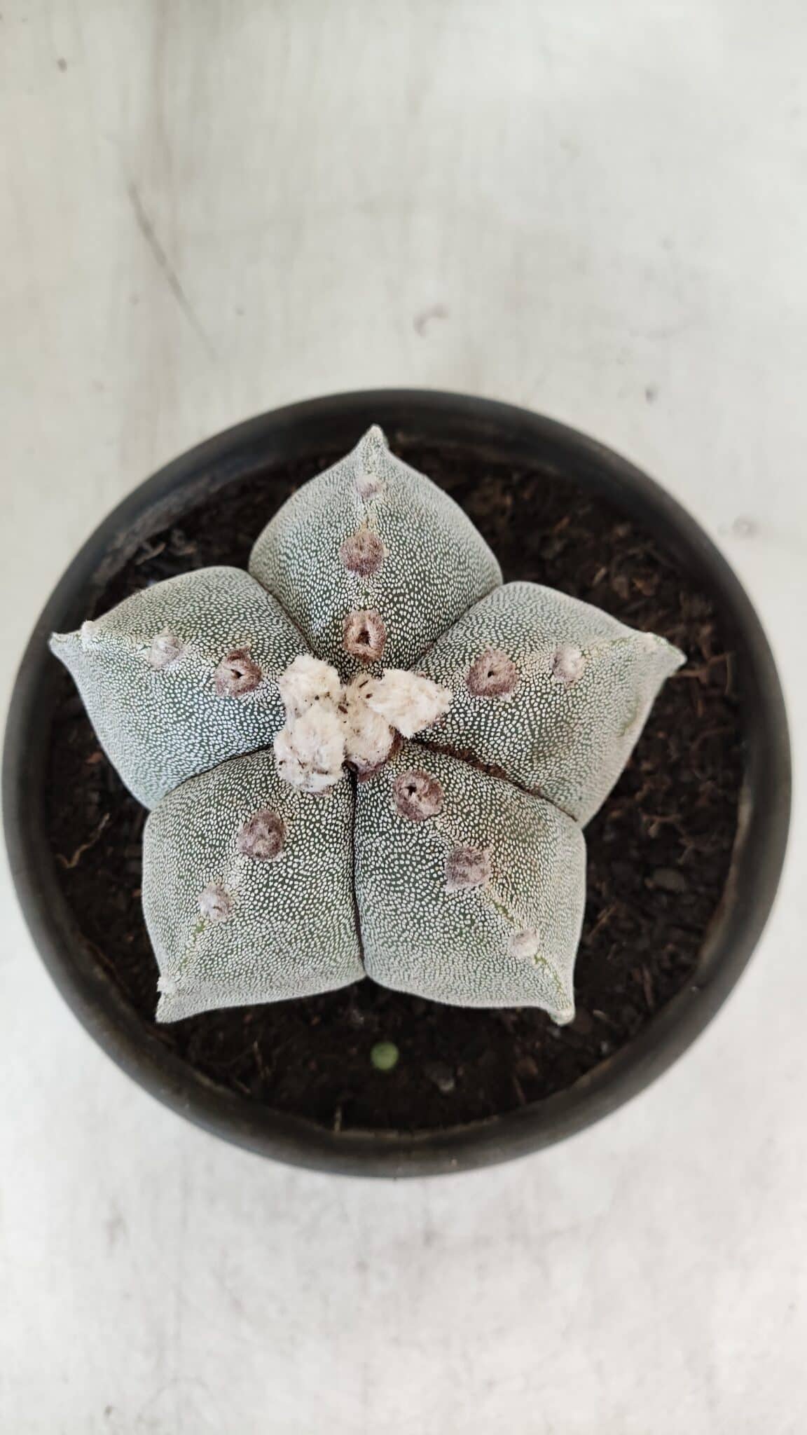 ASTROPHYTUM MYRIOSTIGMA Nº 965 – vaso 15