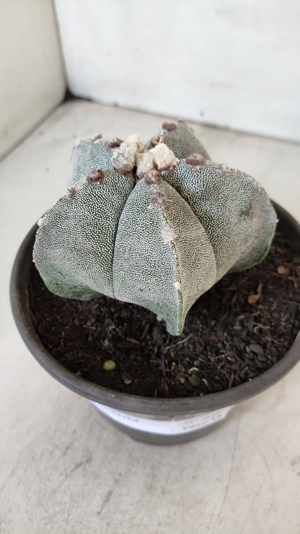ASTROPHYTUM MYRIOSTIGMA Nº 965 – vaso 15