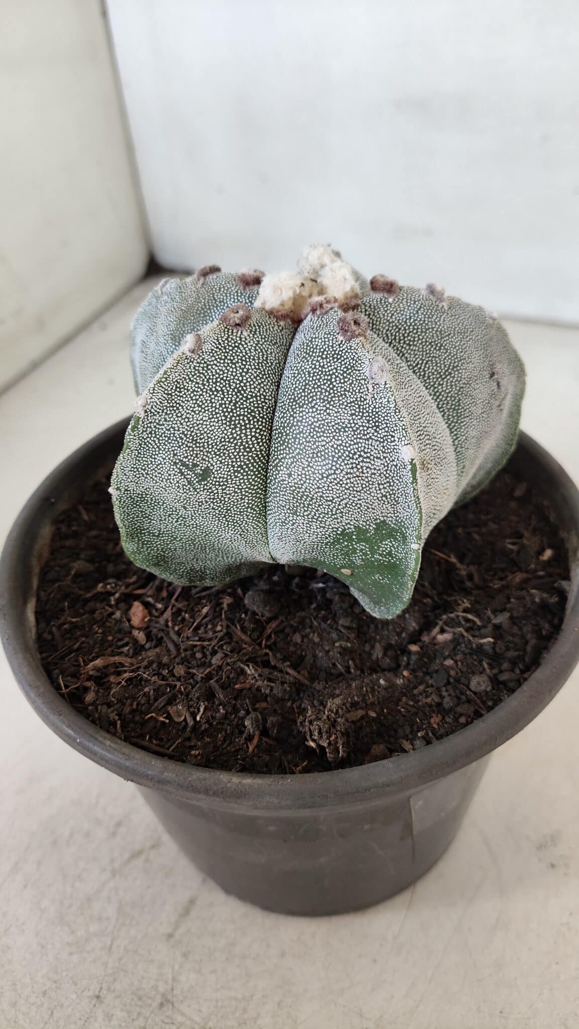 ASTROPHYTUM MYRIOSTIGMA Nº 965 – vaso 15