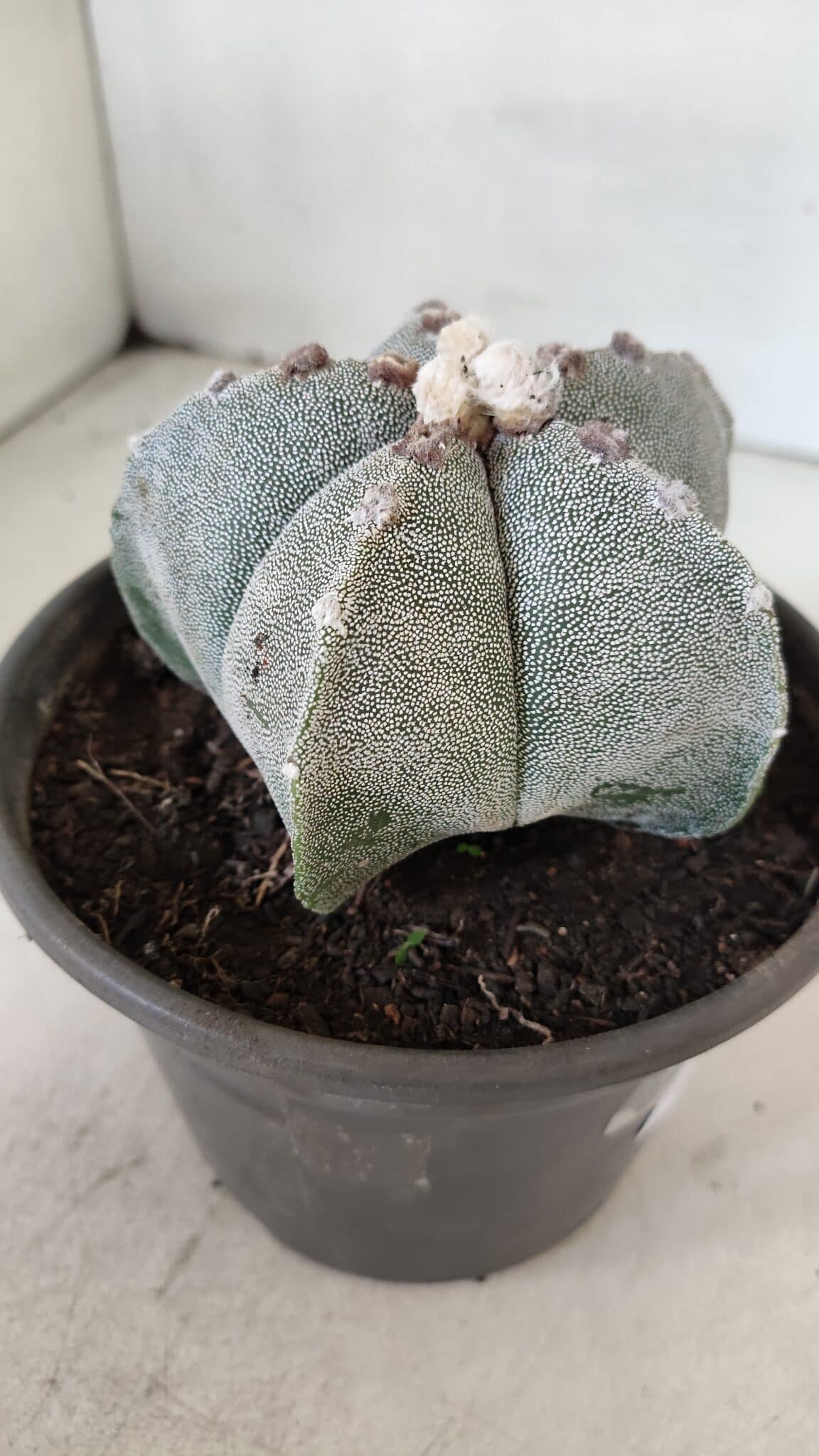 ASTROPHYTUM MYRIOSTIGMA Nº 965 – vaso 15