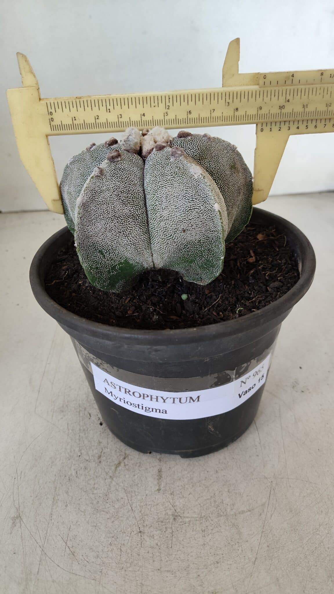 ASTROPHYTUM MYRIOSTIGMA Nº 965 – vaso 15