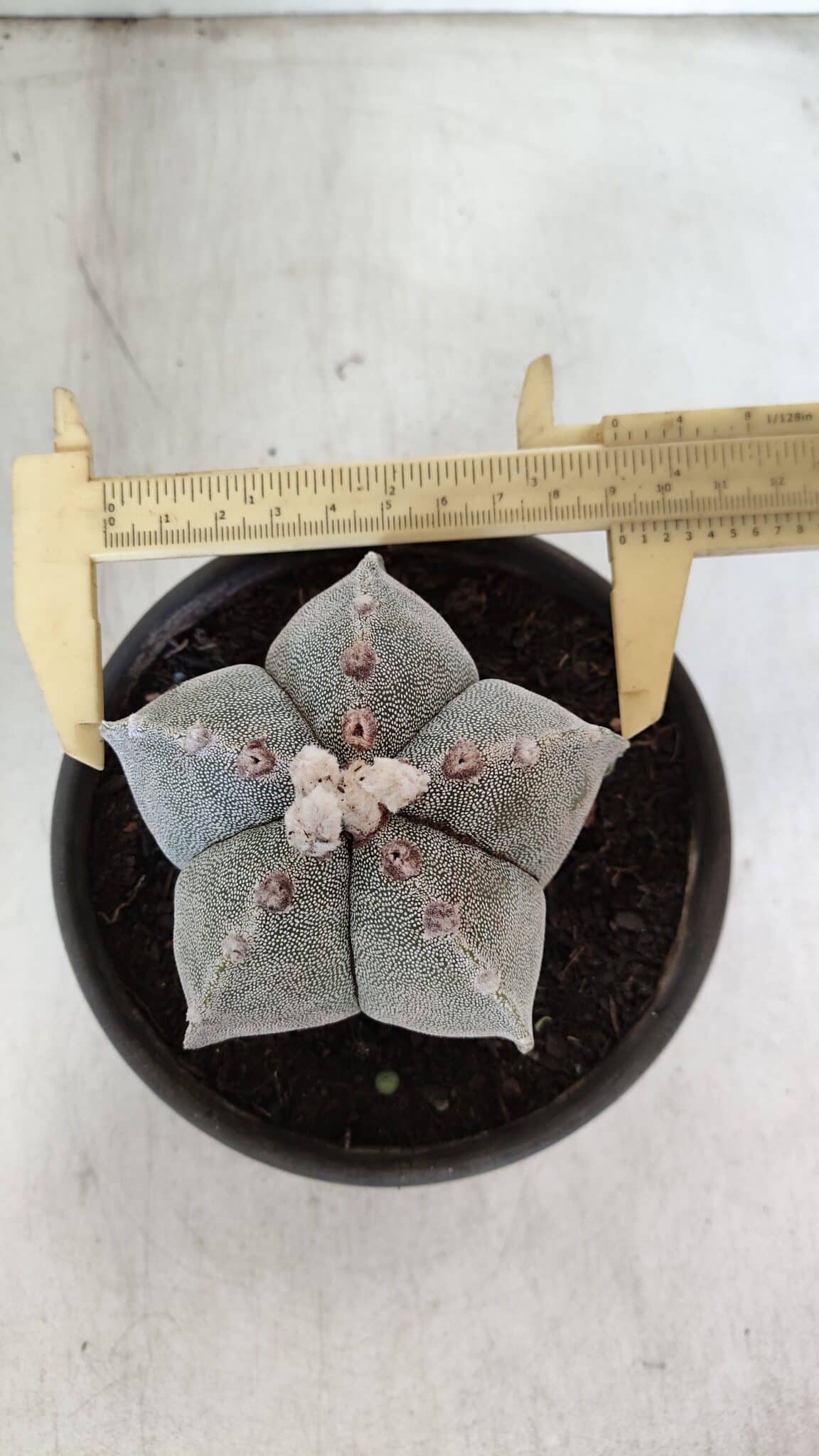 ASTROPHYTUM MYRIOSTIGMA Nº 965 – vaso 15