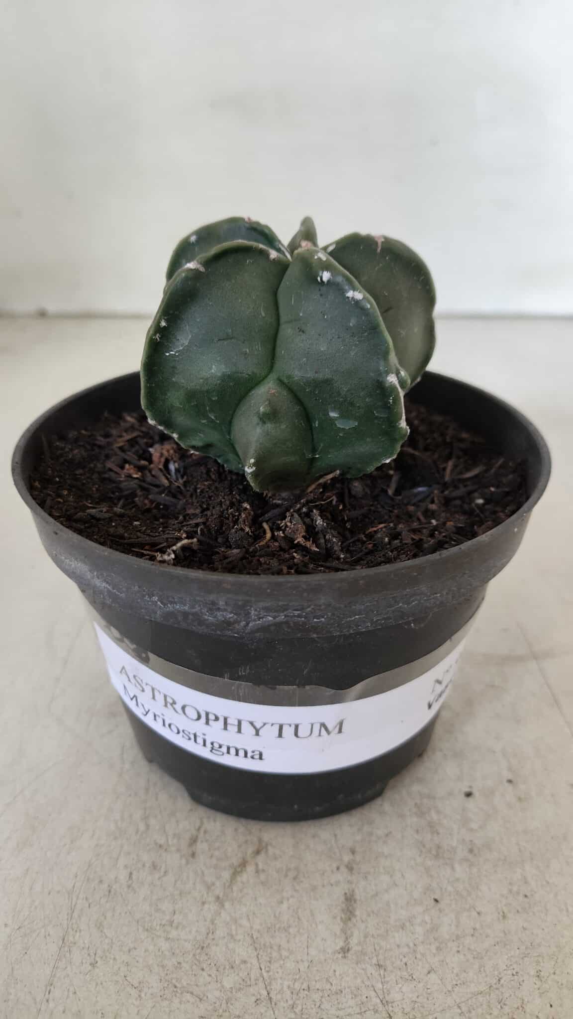 ASTROPHYTUM MYRIOSTIGMA Nº 967 – vaso 11