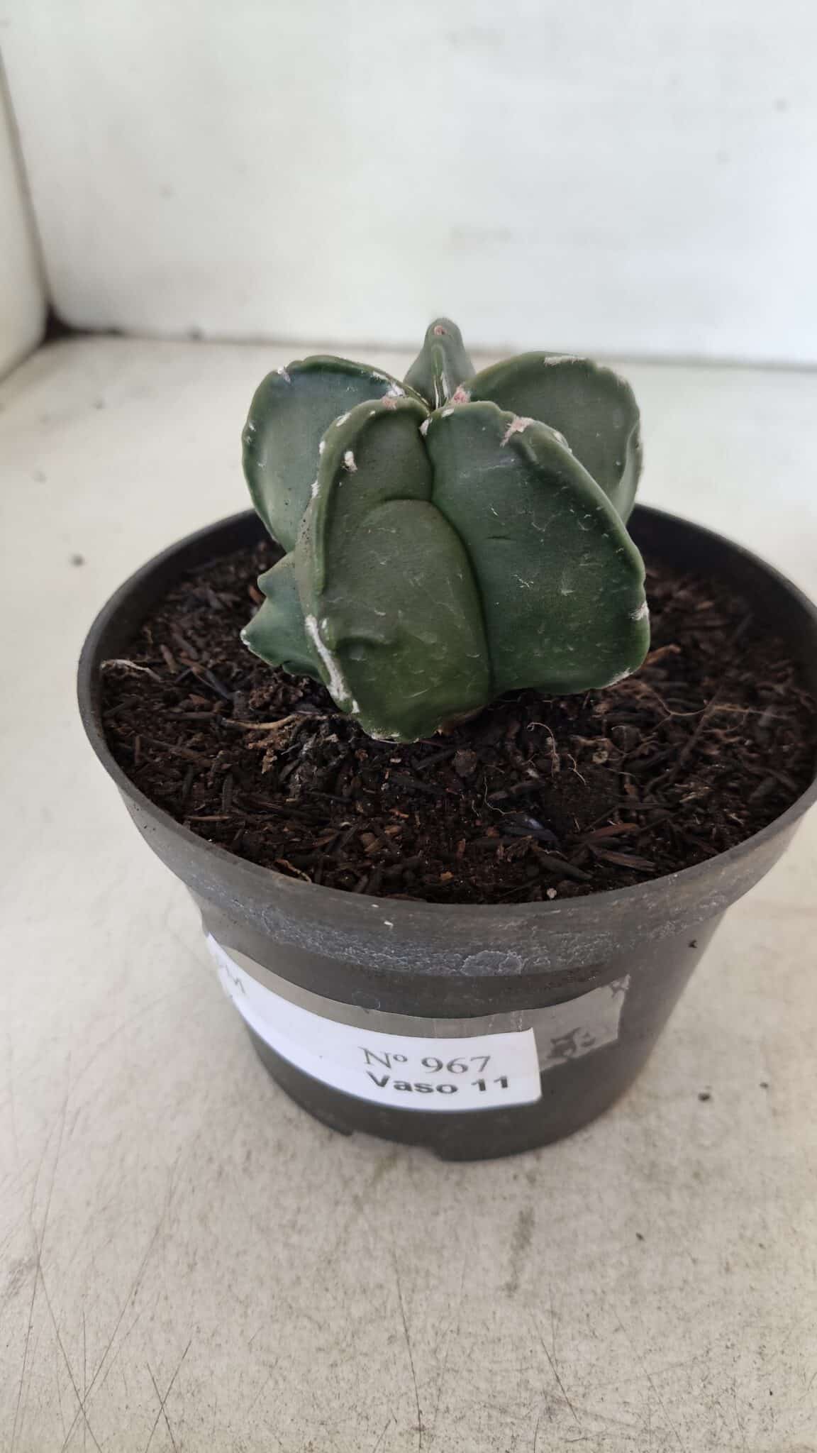ASTROPHYTUM MYRIOSTIGMA Nº 967 – vaso 11