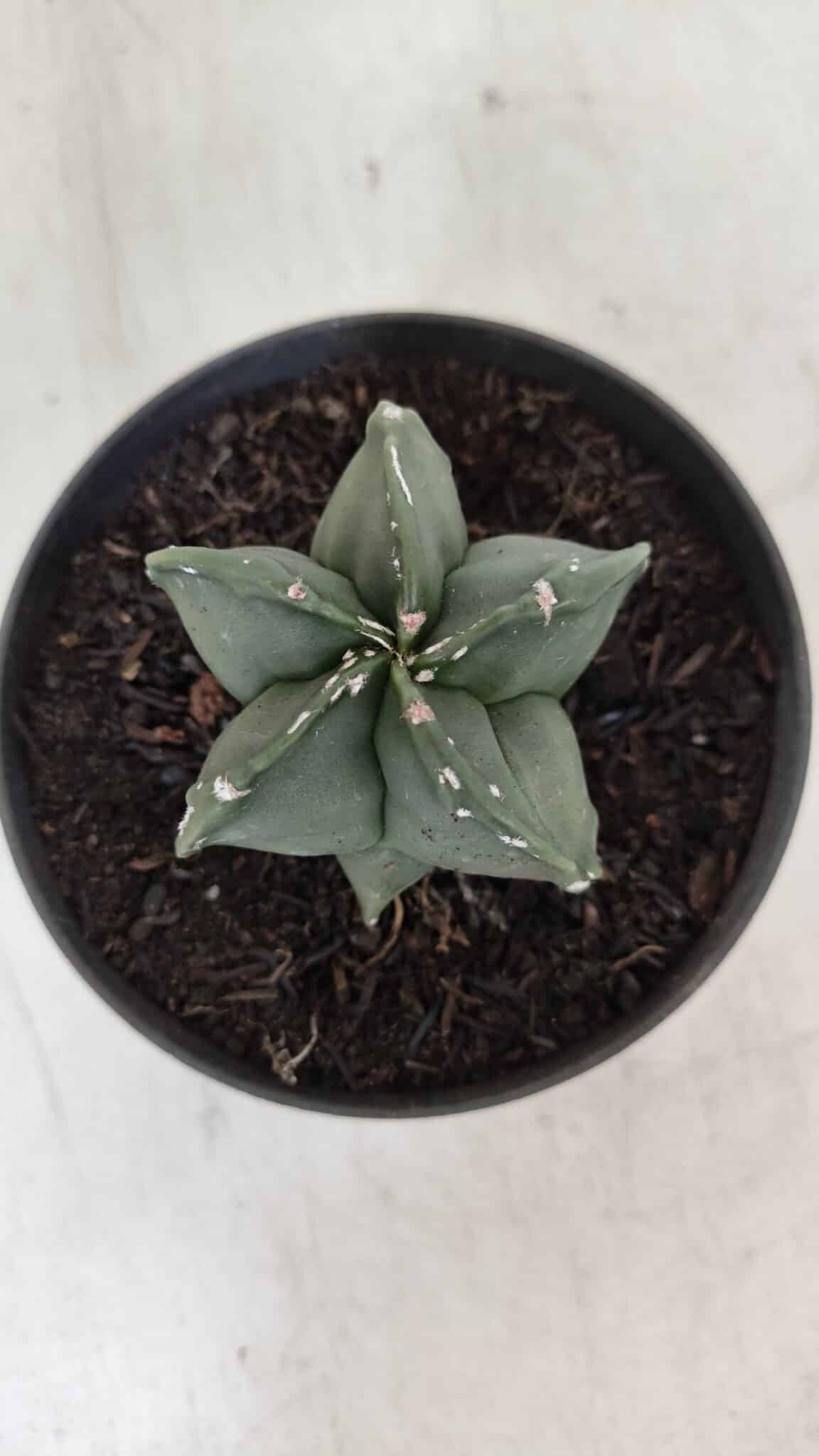 ASTROPHYTUM MYRIOSTIGMA Nº 967 – vaso 11