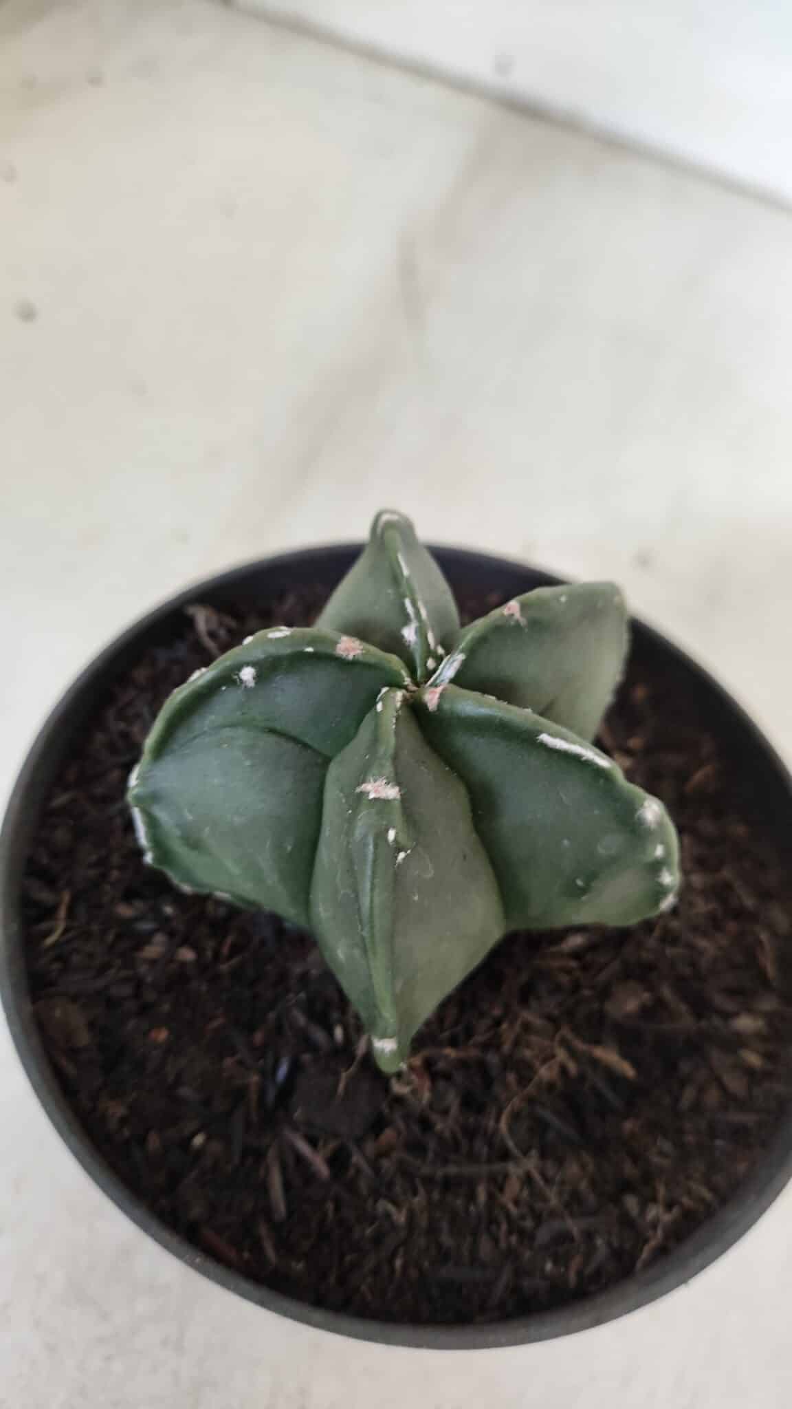 ASTROPHYTUM MYRIOSTIGMA Nº 967 – vaso 11