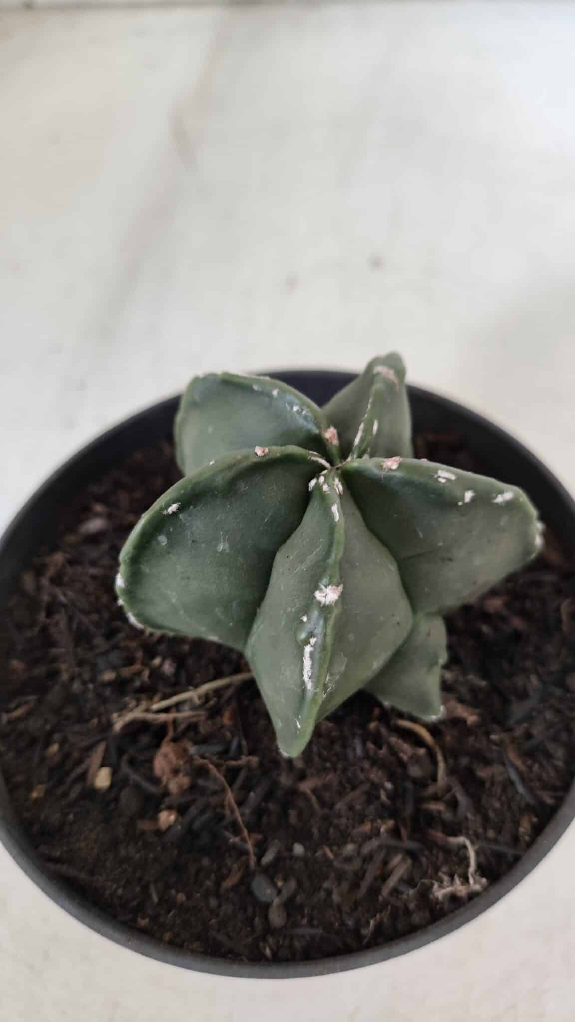 ASTROPHYTUM MYRIOSTIGMA Nº 967 – vaso 11