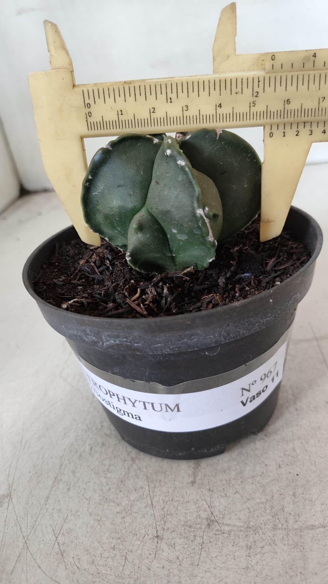 ASTROPHYTUM MYRIOSTIGMA Nº 967 – vaso 11