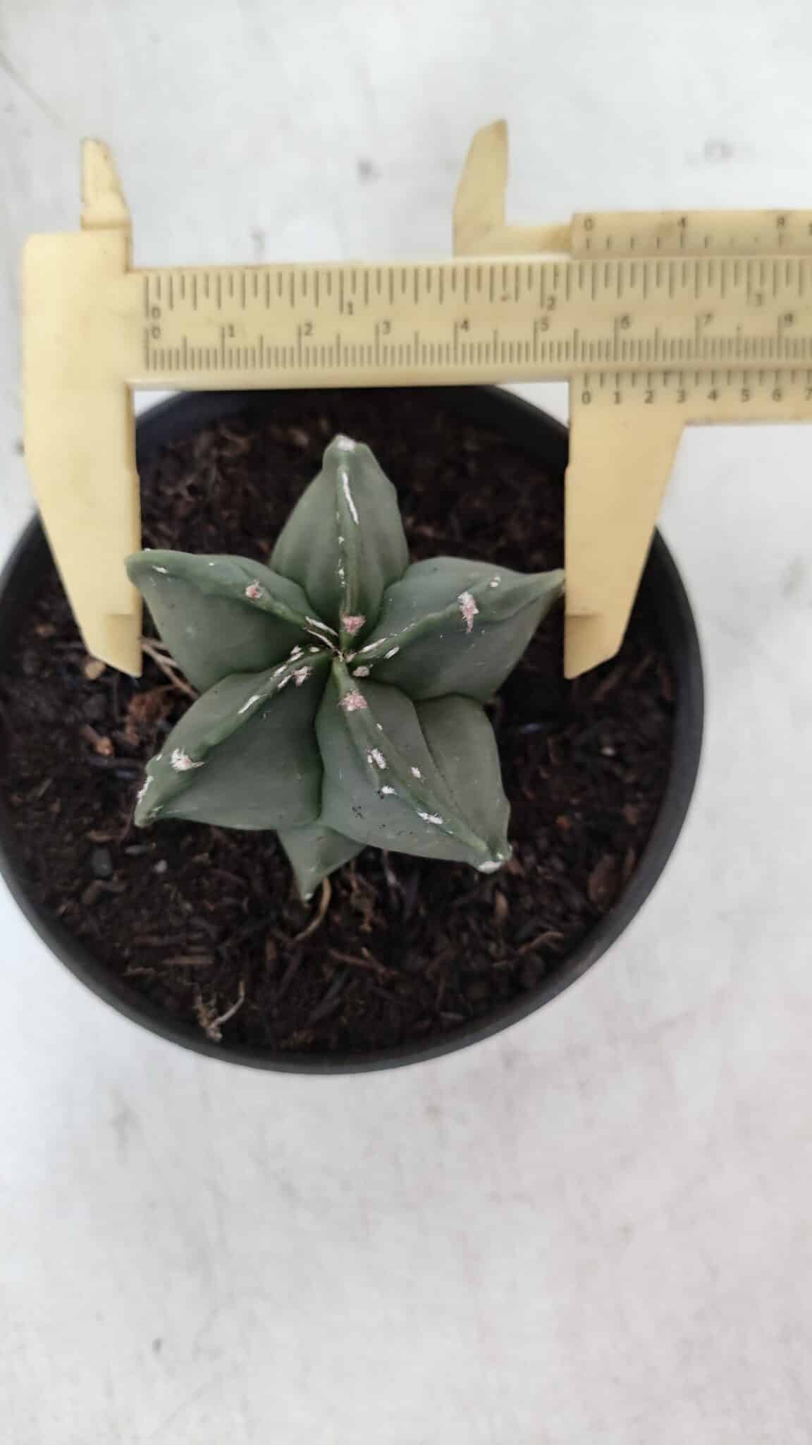 ASTROPHYTUM MYRIOSTIGMA Nº 967 – vaso 11