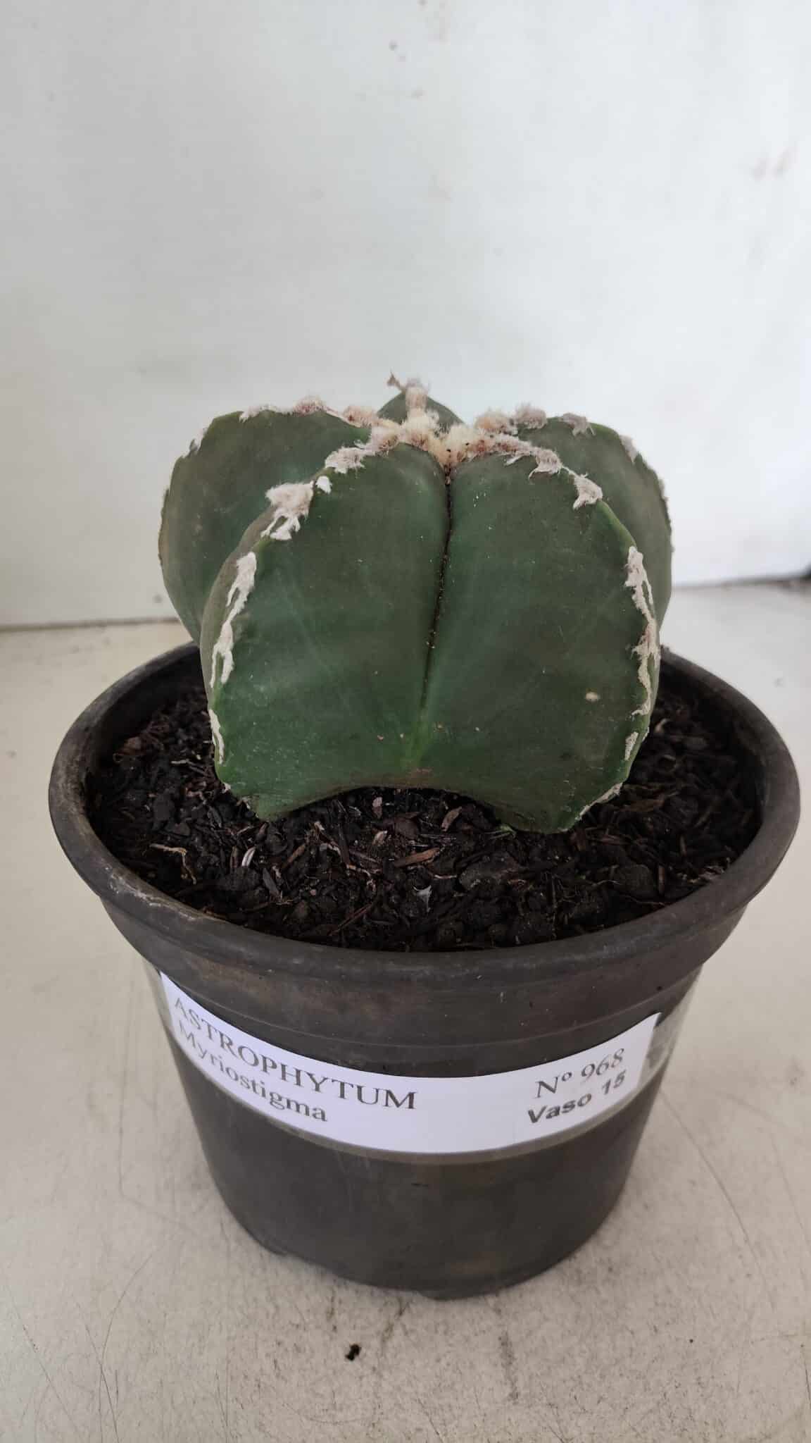 ASTROPHYTUM MYRIOSTIGMA Nº 968 – vaso 15