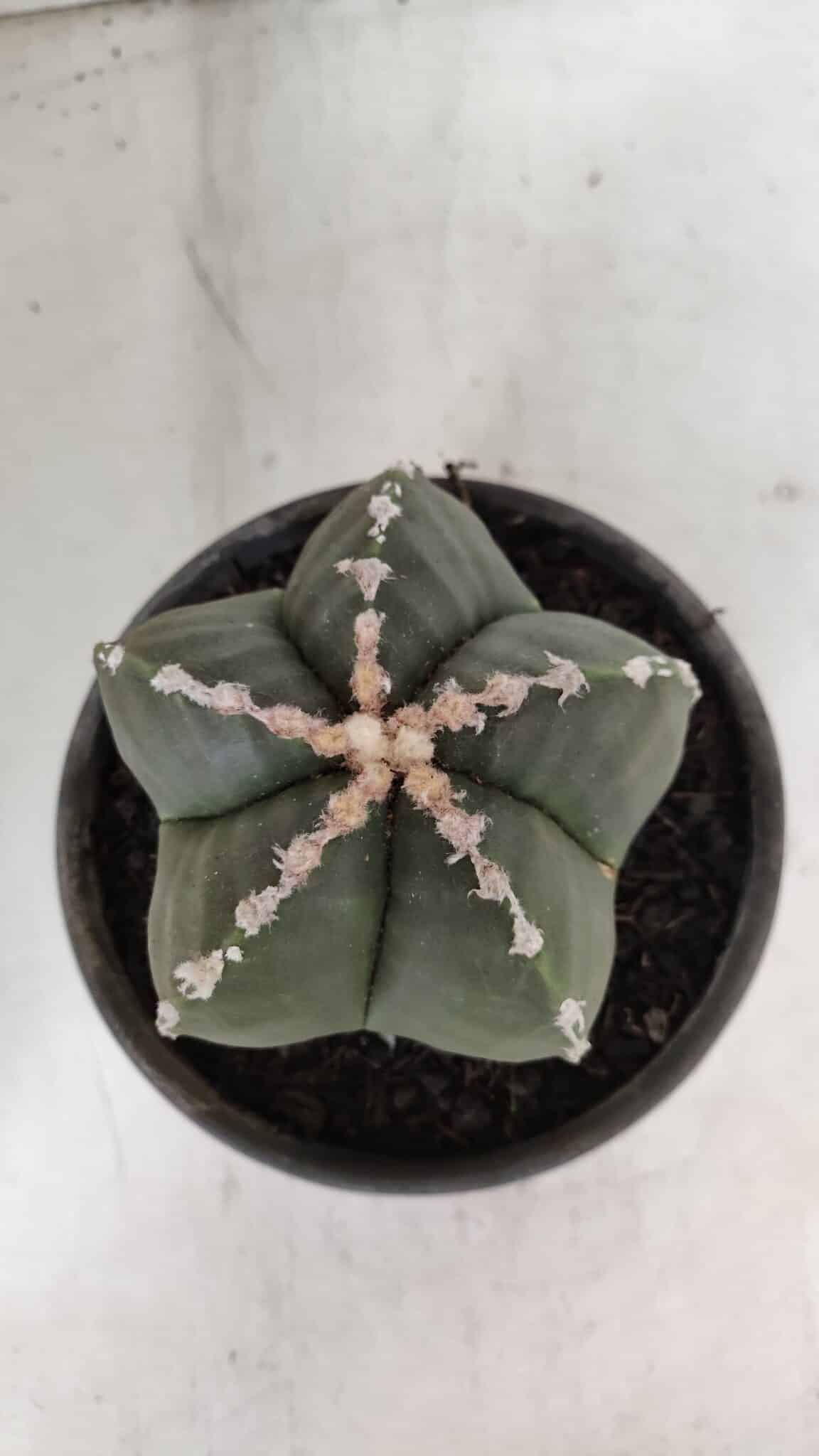 ASTROPHYTUM MYRIOSTIGMA Nº 968 – vaso 15