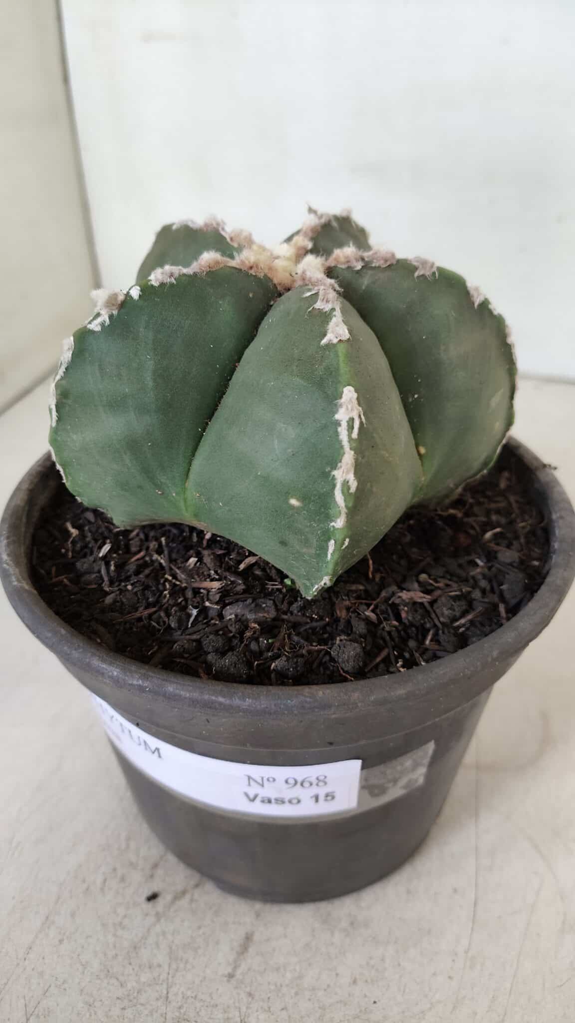 ASTROPHYTUM MYRIOSTIGMA Nº 968 – vaso 15