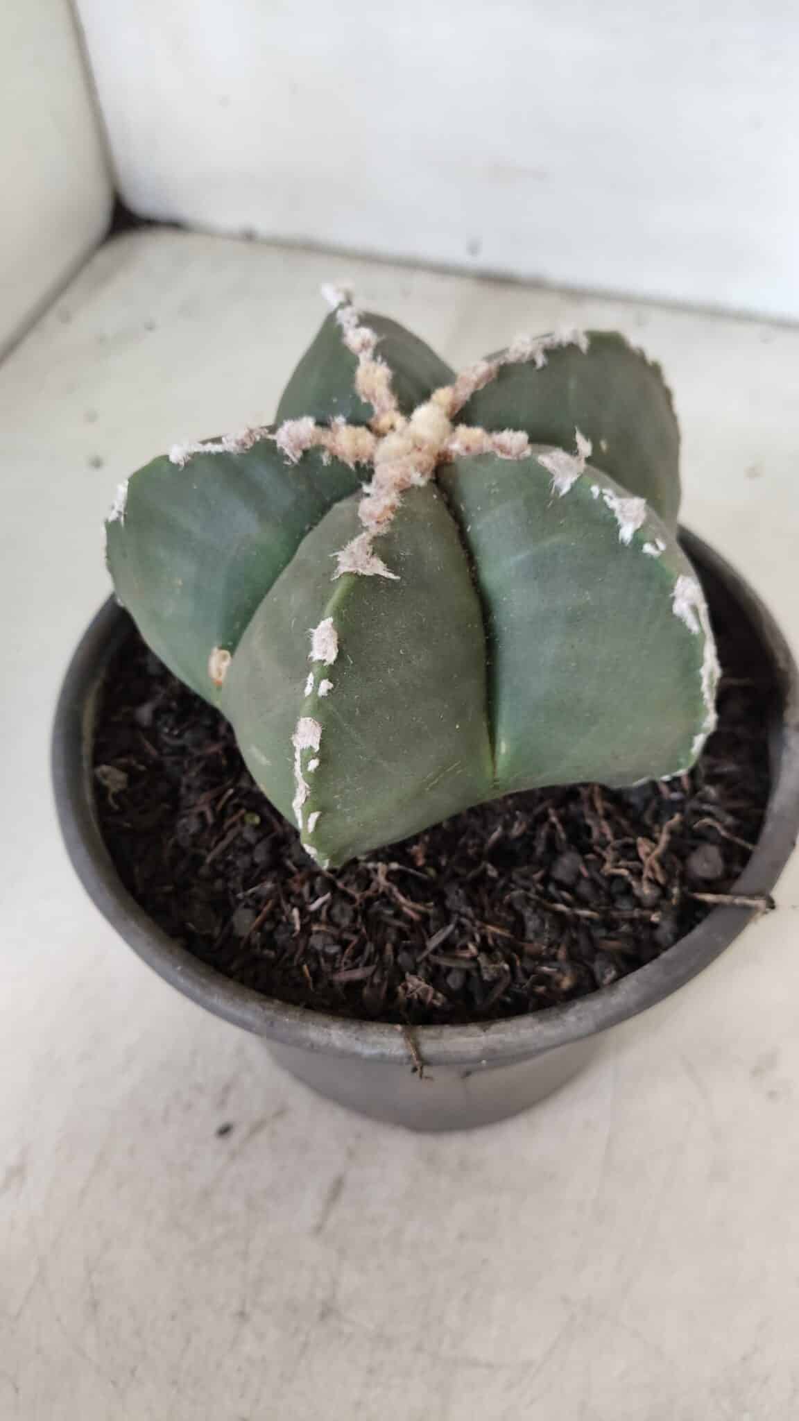 ASTROPHYTUM MYRIOSTIGMA Nº 968 – vaso 15