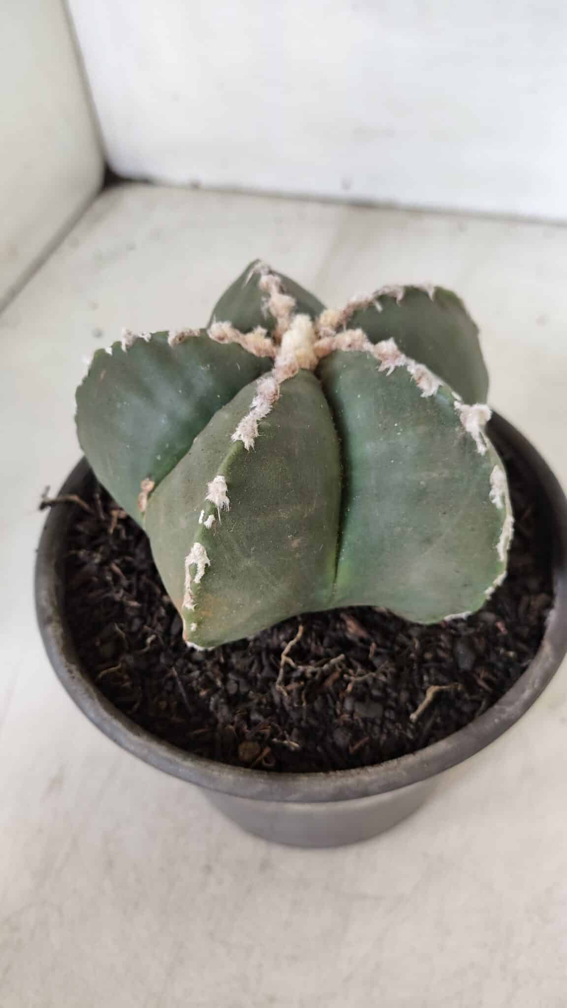ASTROPHYTUM MYRIOSTIGMA Nº 968 – vaso 15