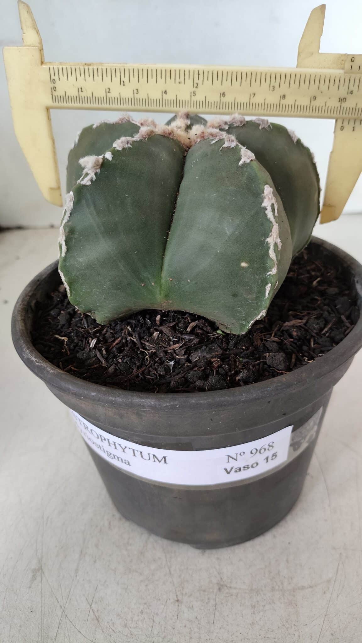 ASTROPHYTUM MYRIOSTIGMA Nº 968 – vaso 15
