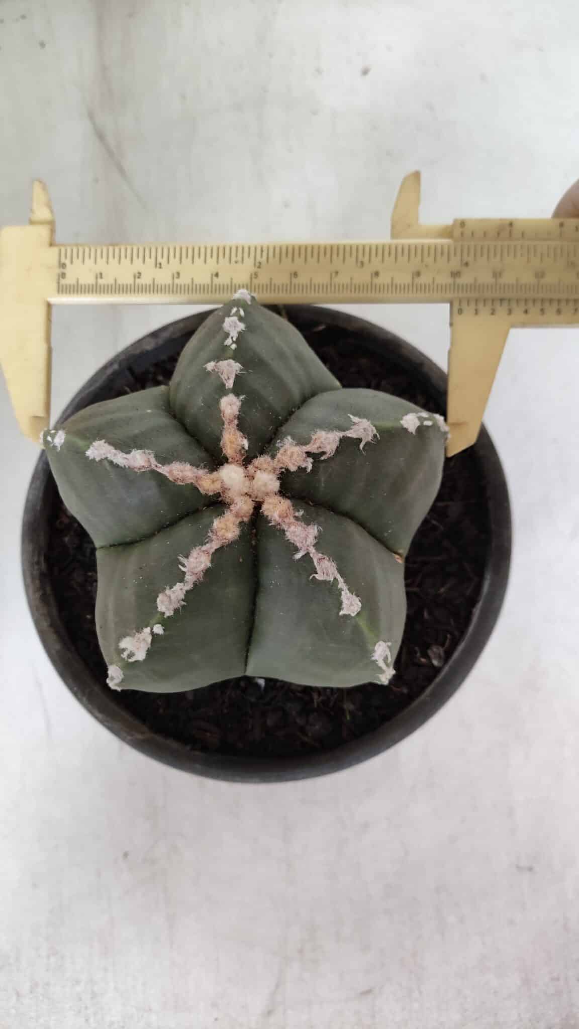 ASTROPHYTUM MYRIOSTIGMA Nº 968 – vaso 15