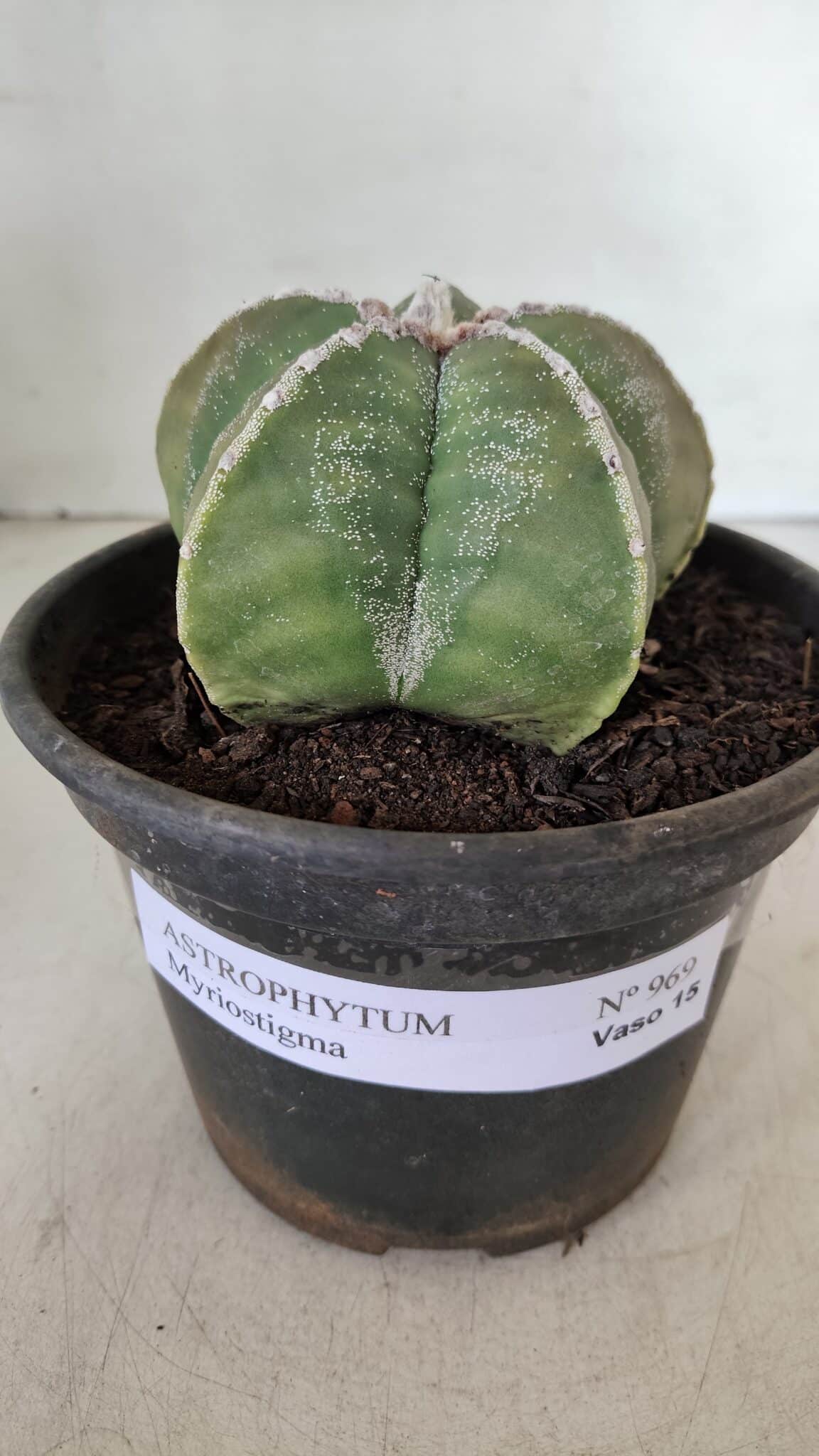 ASTROPHYTUM MYRIOSTIGMA Nº 969 – vaso 15