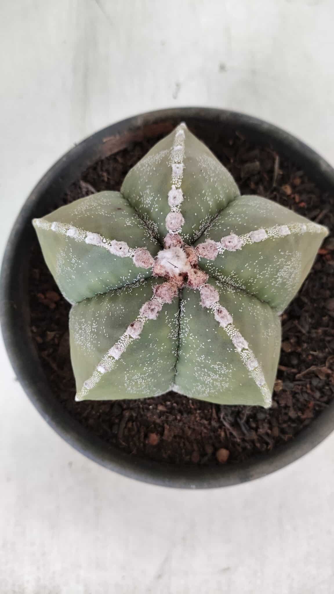 ASTROPHYTUM MYRIOSTIGMA Nº 969 – vaso 15