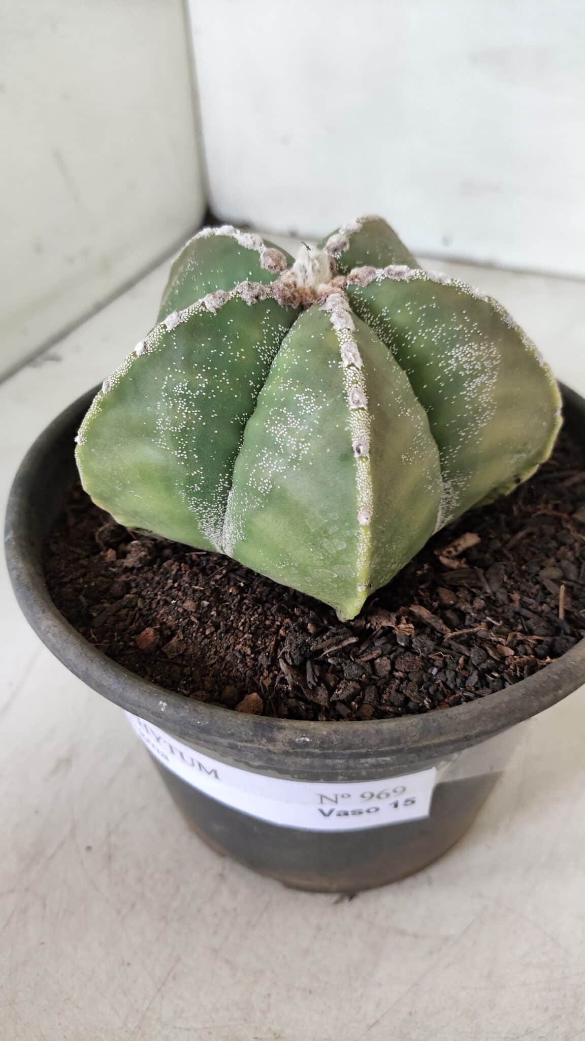 ASTROPHYTUM MYRIOSTIGMA Nº 969 – vaso 15