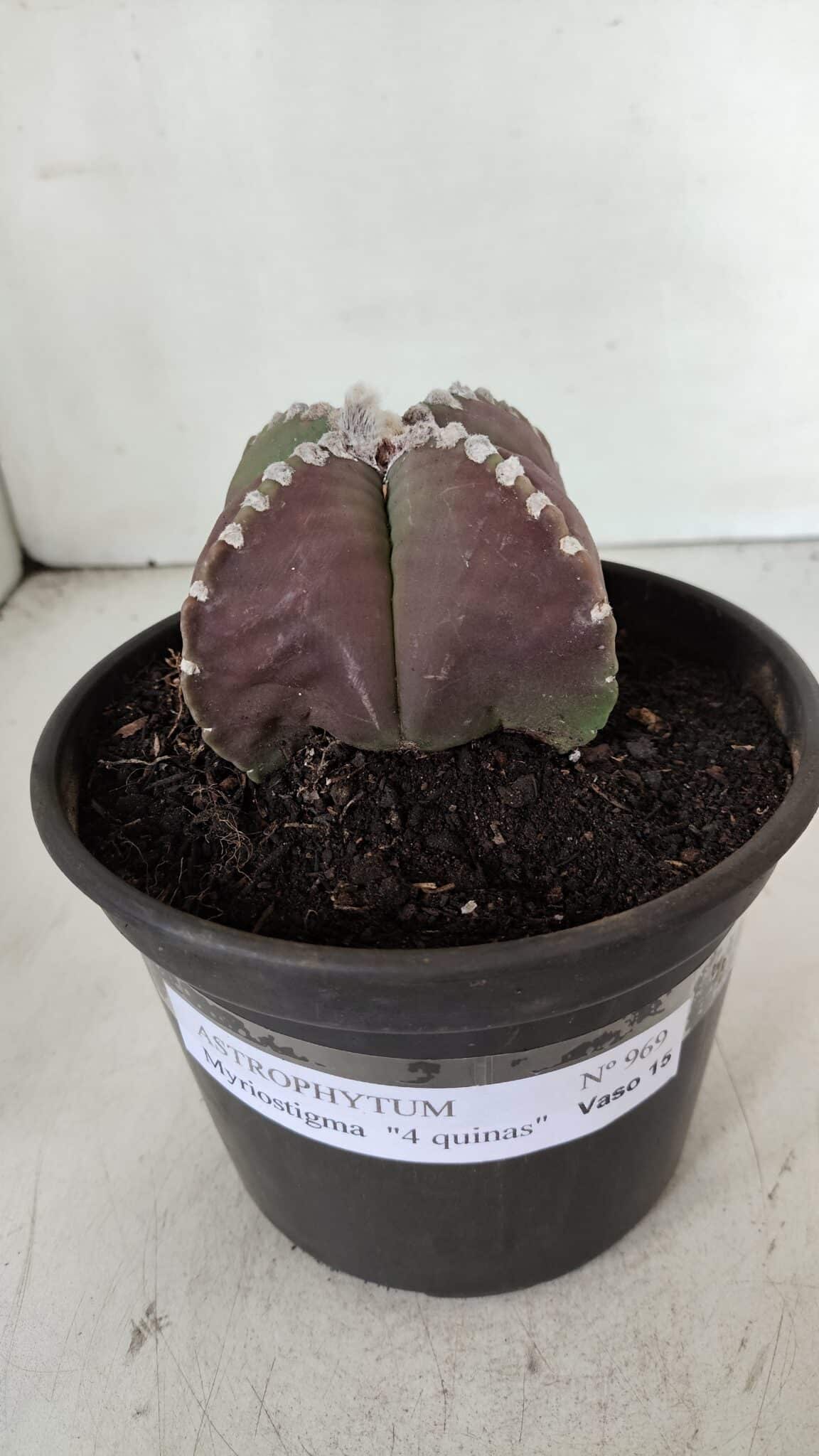 ASTROPHYTUM MYRIOSTIGMA "4 Quinas" Nº 969 – vaso 15