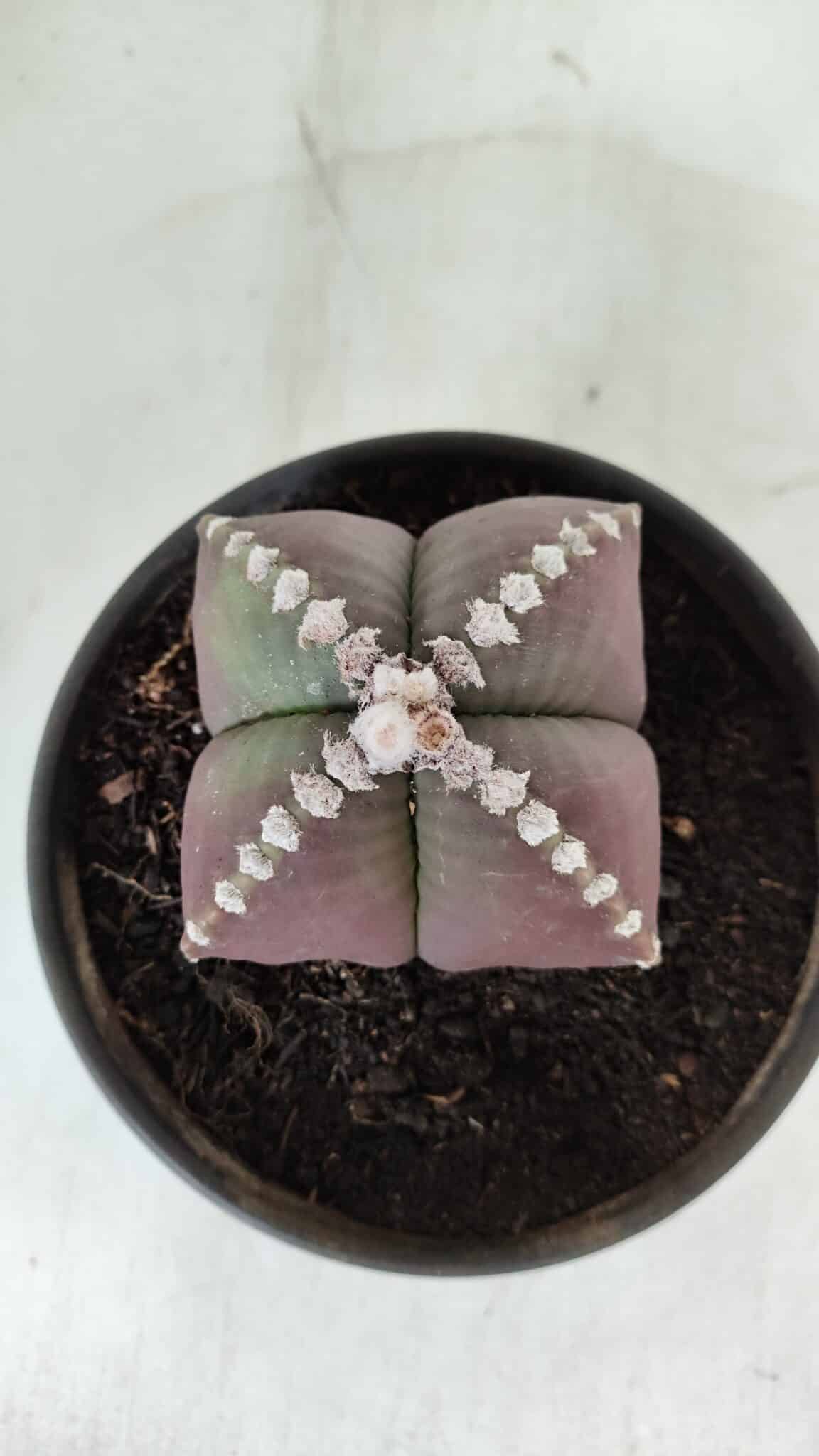 ASTROPHYTUM MYRIOSTIGMA "4 Quinas" Nº 969 – vaso 15
