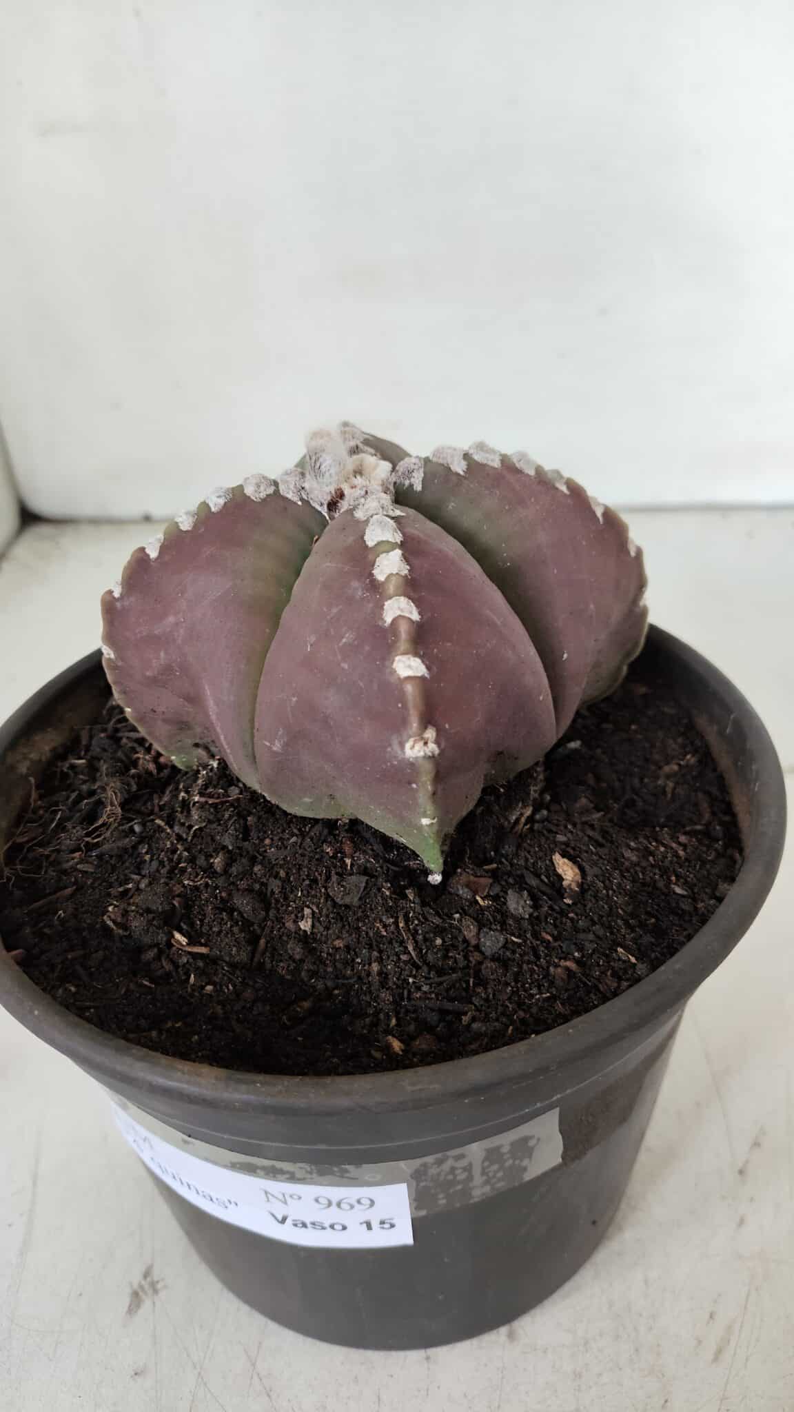 ASTROPHYTUM MYRIOSTIGMA "4 Quinas" Nº 969 – vaso 15