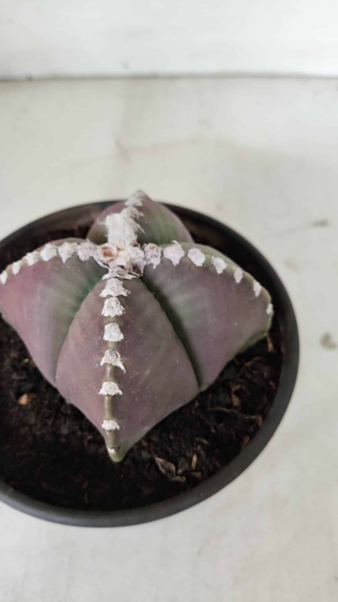 ASTROPHYTUM MYRIOSTIGMA "4 Quinas" Nº 969 – vaso 15