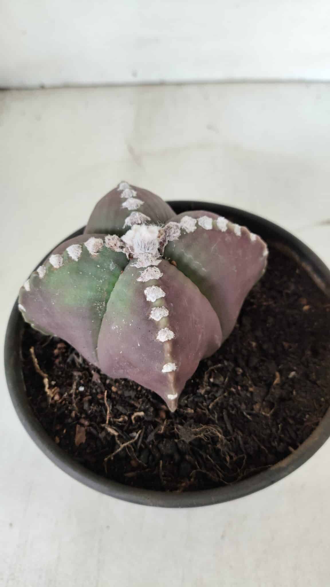 ASTROPHYTUM MYRIOSTIGMA "4 Quinas" Nº 969 – vaso 15