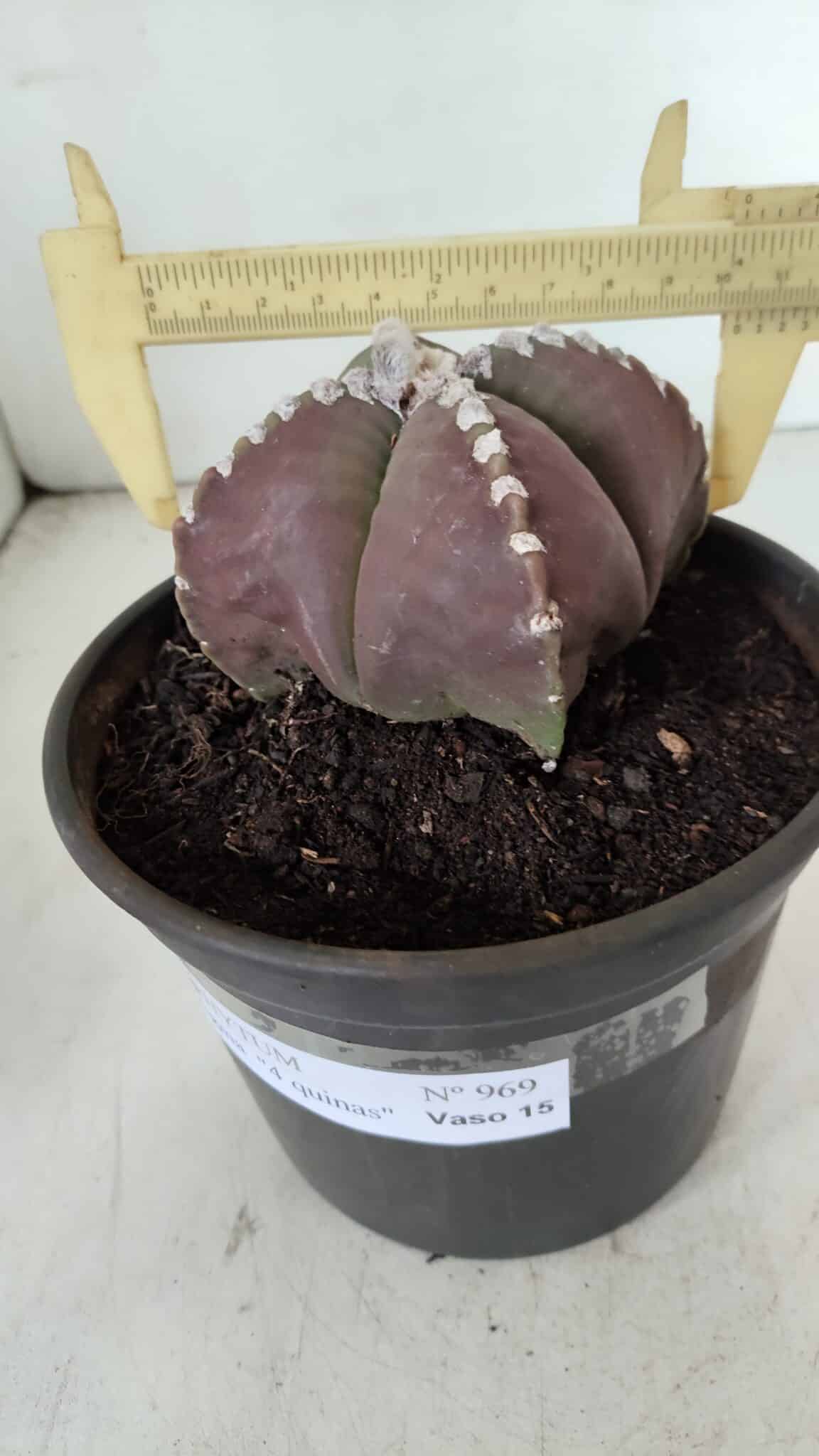 ASTROPHYTUM MYRIOSTIGMA "4 Quinas" Nº 969 – vaso 15