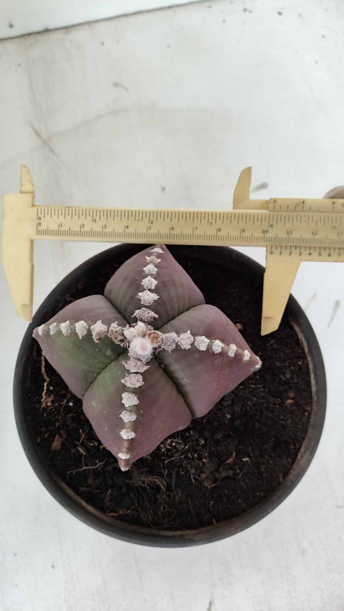 ASTROPHYTUM MYRIOSTIGMA "4 Quinas" Nº 969 – vaso 15