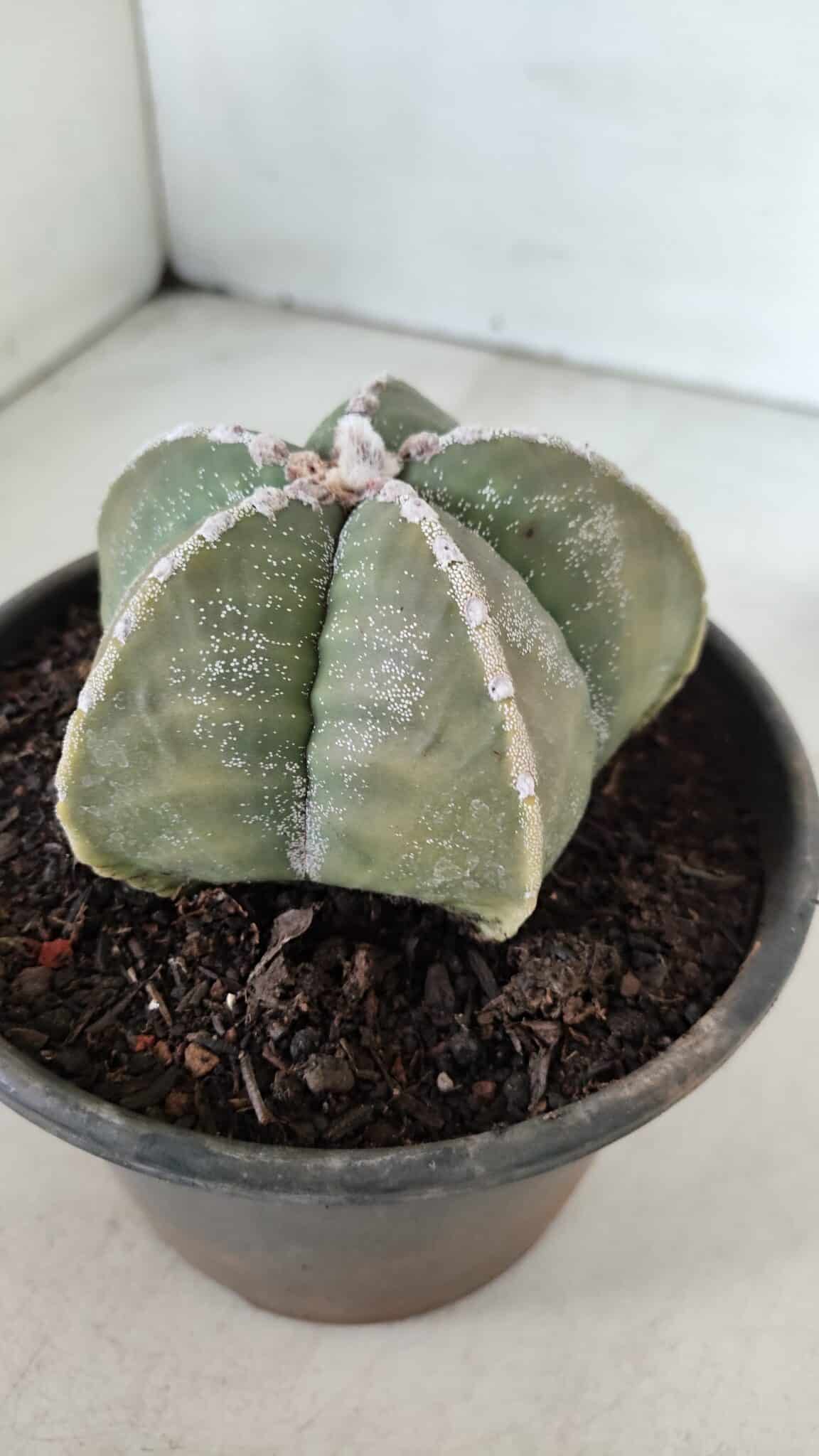 ASTROPHYTUM MYRIOSTIGMA Nº 969 – vaso 15