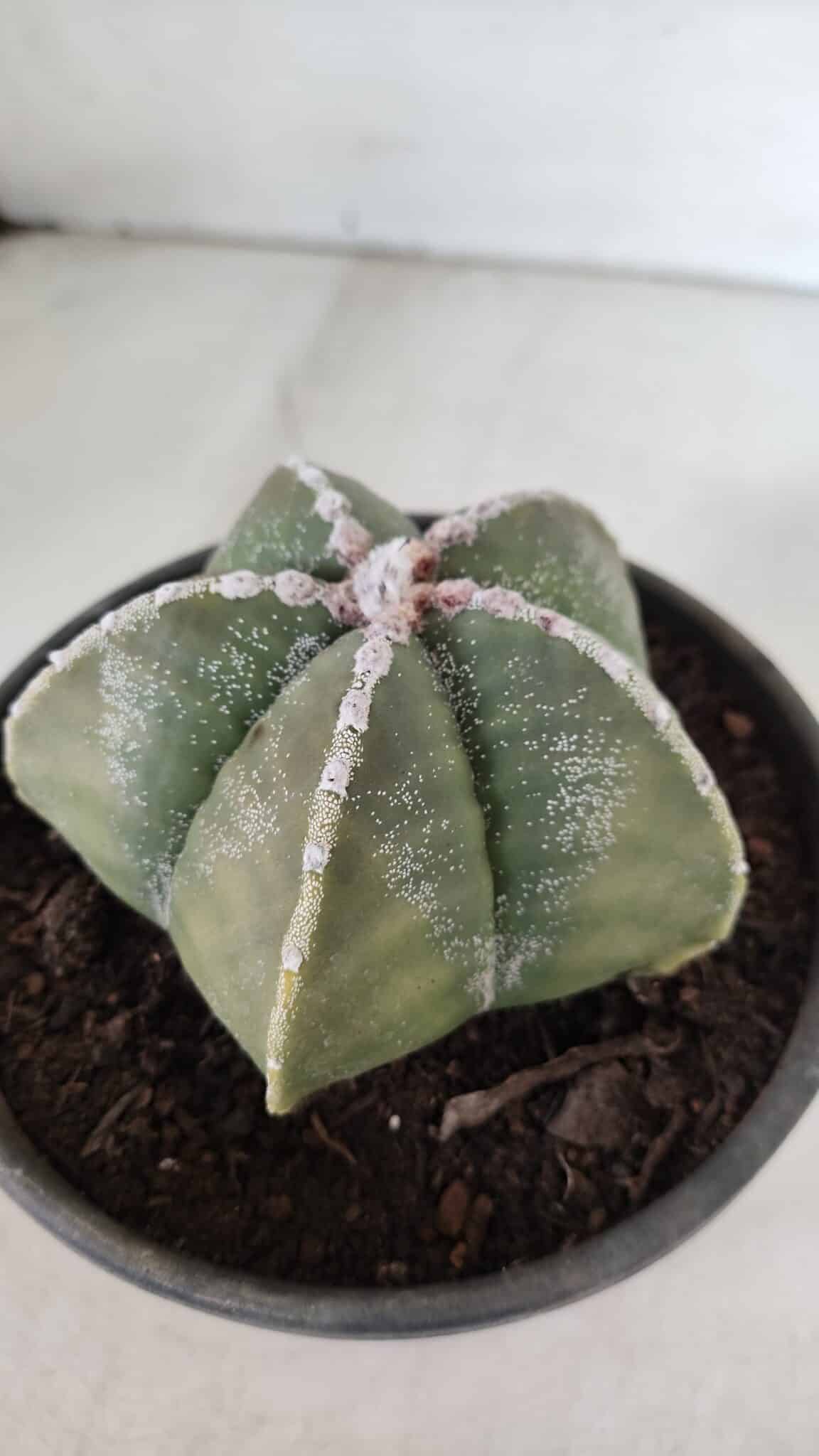 ASTROPHYTUM MYRIOSTIGMA Nº 969 – vaso 15