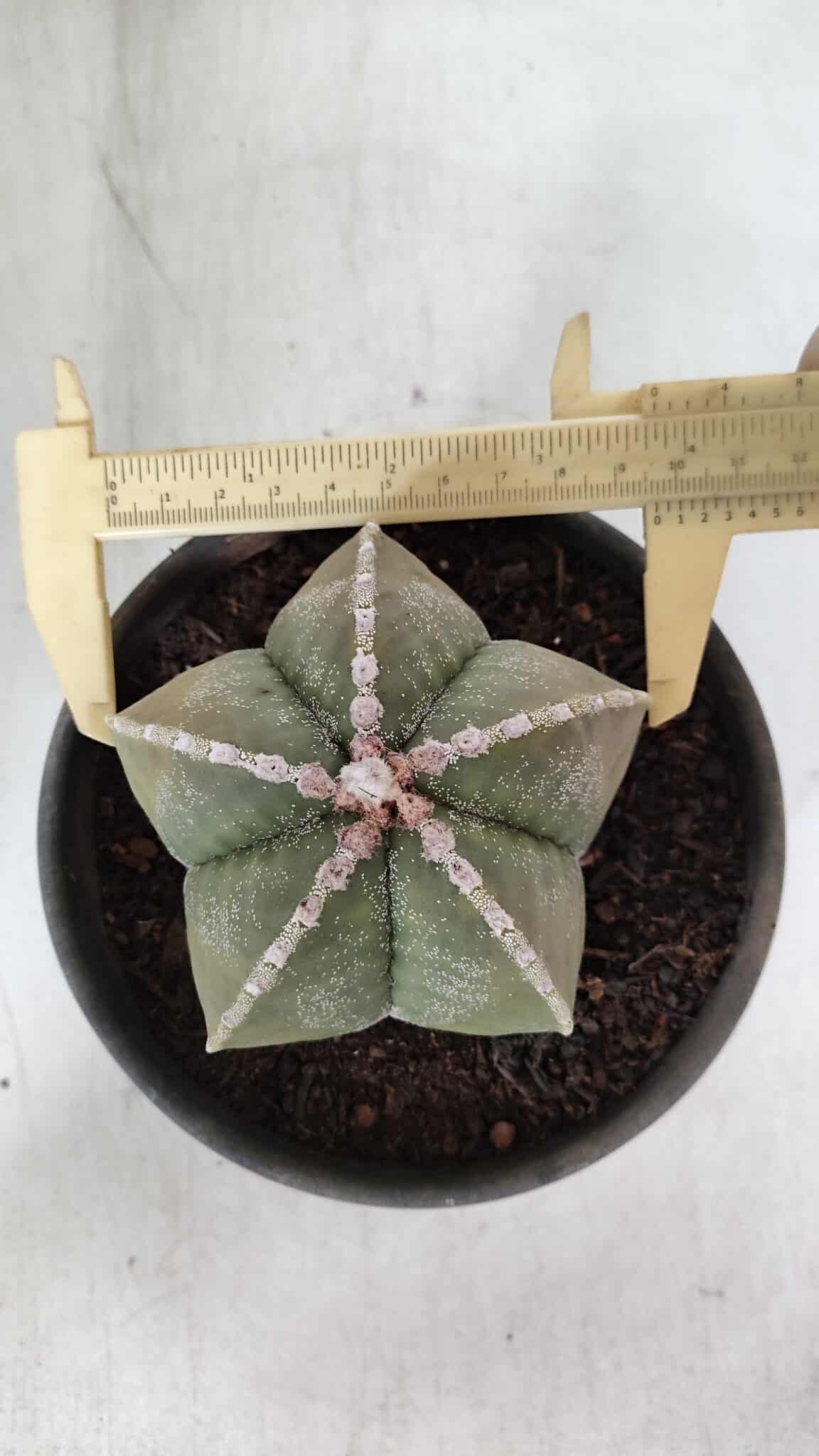 ASTROPHYTUM MYRIOSTIGMA Nº 969 – vaso 15