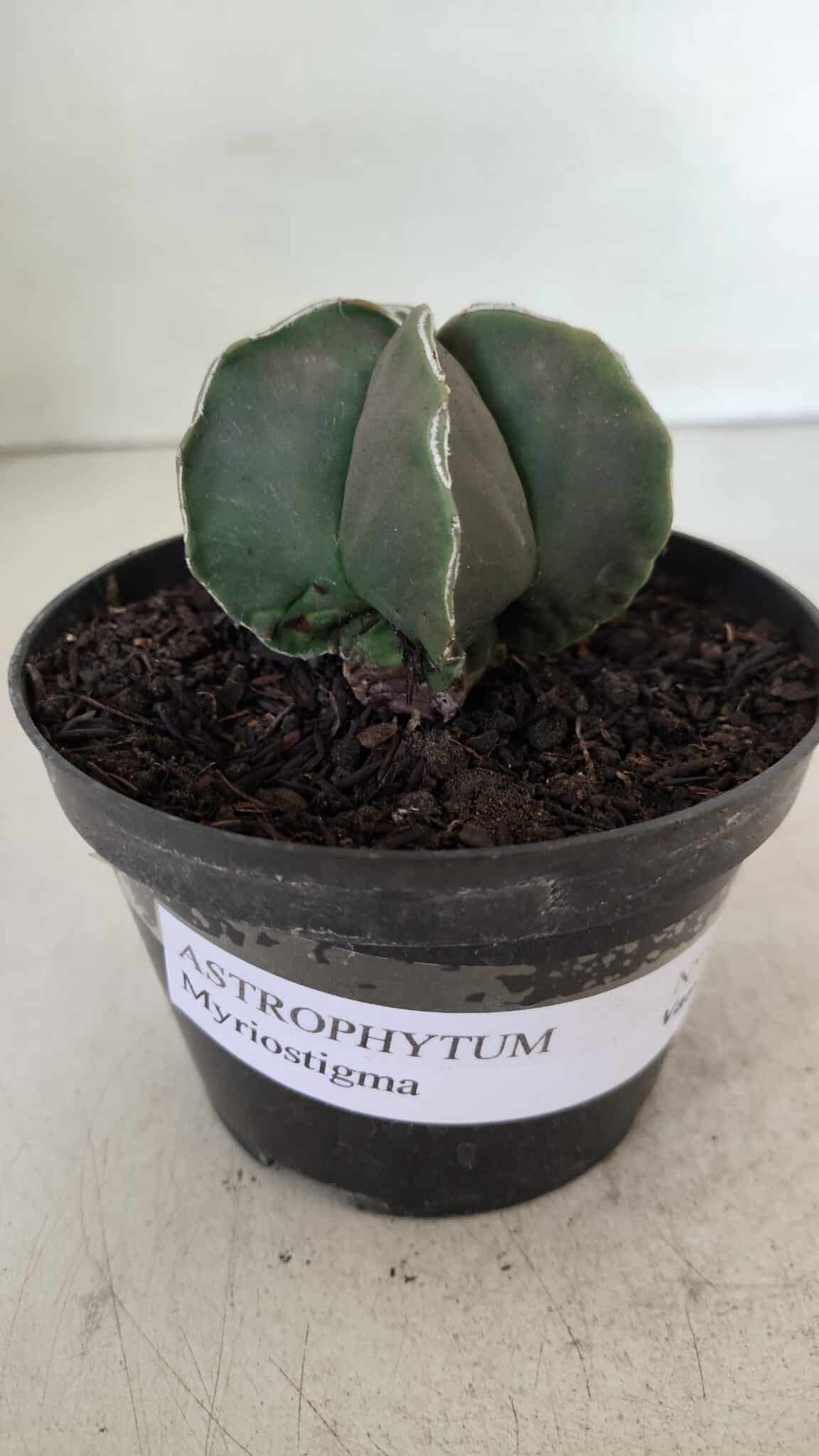 ASTROPHYTUM MYRIOSTIGMA Nº 970 – vaso 11