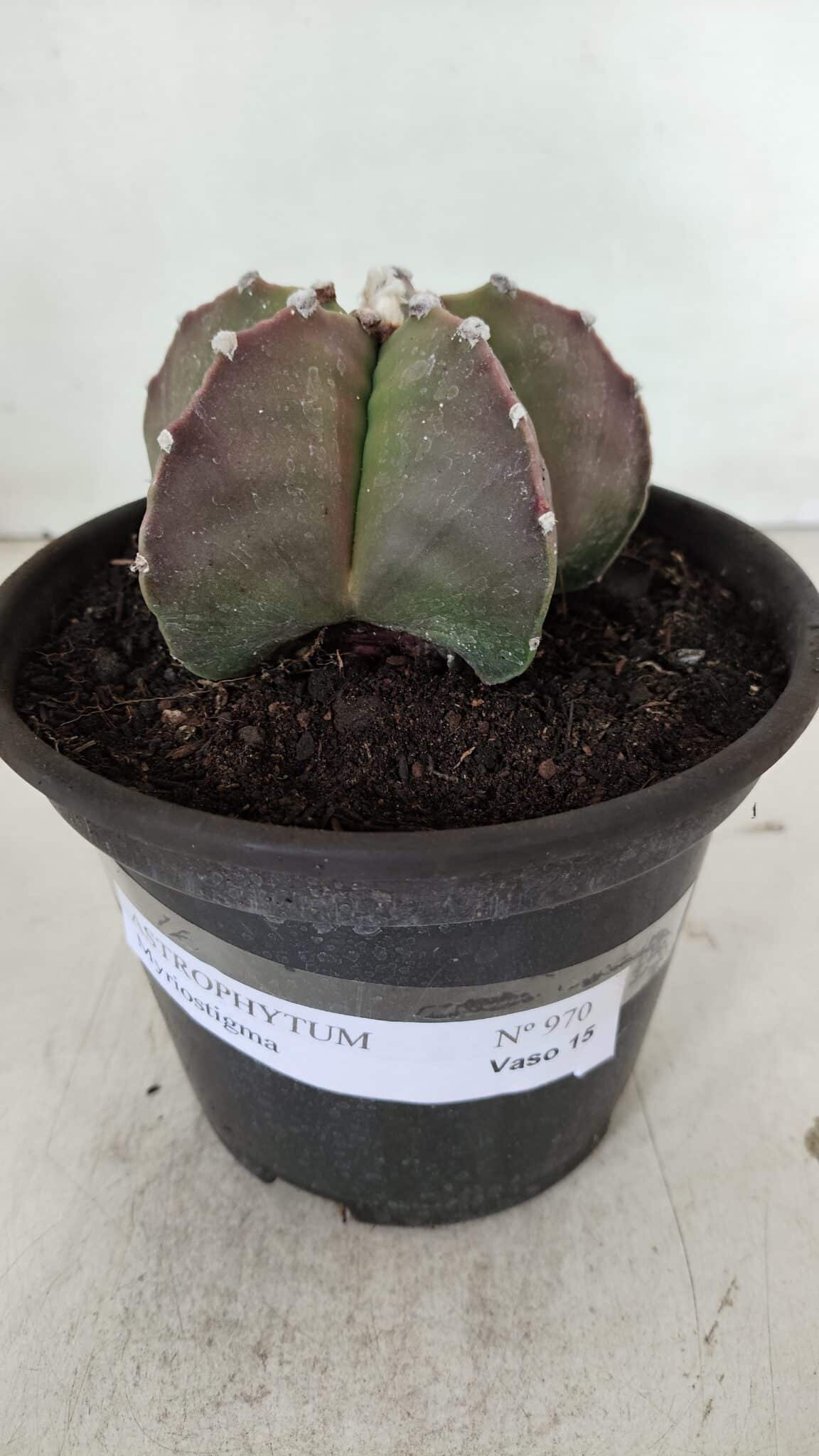 ASTROPHYTUM MYRIOSTIGMA Nº 970 – vaso 15