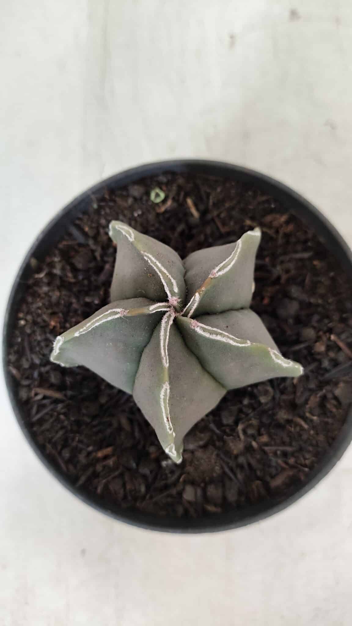 ASTROPHYTUM MYRIOSTIGMA Nº 970 – vaso 11
