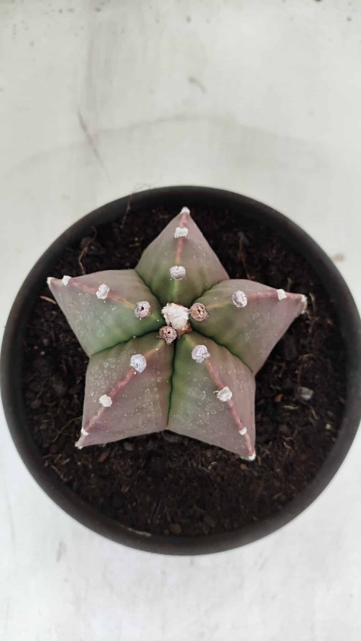 ASTROPHYTUM MYRIOSTIGMA Nº 970 – vaso 15