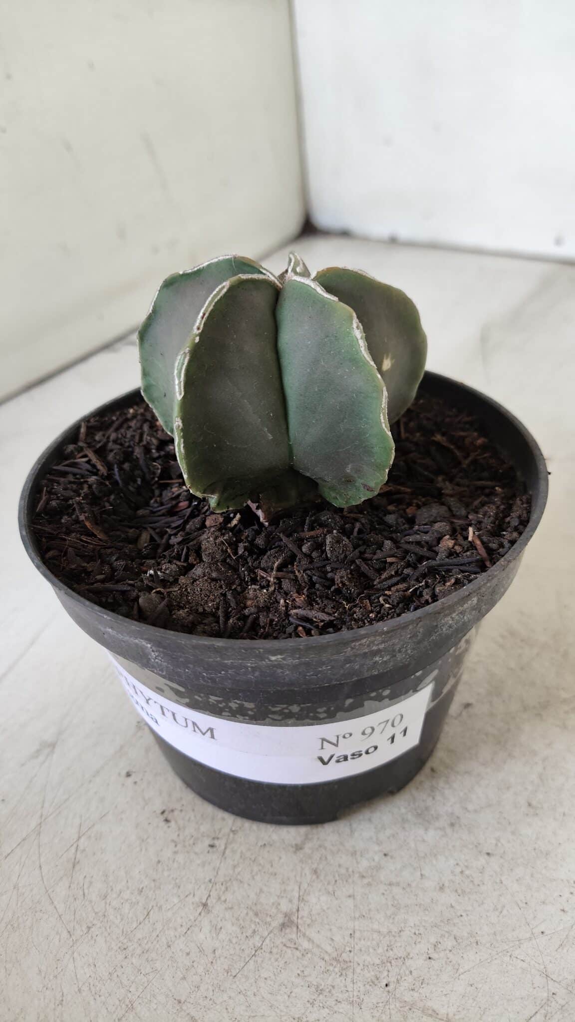 ASTROPHYTUM MYRIOSTIGMA Nº 970 – vaso 11