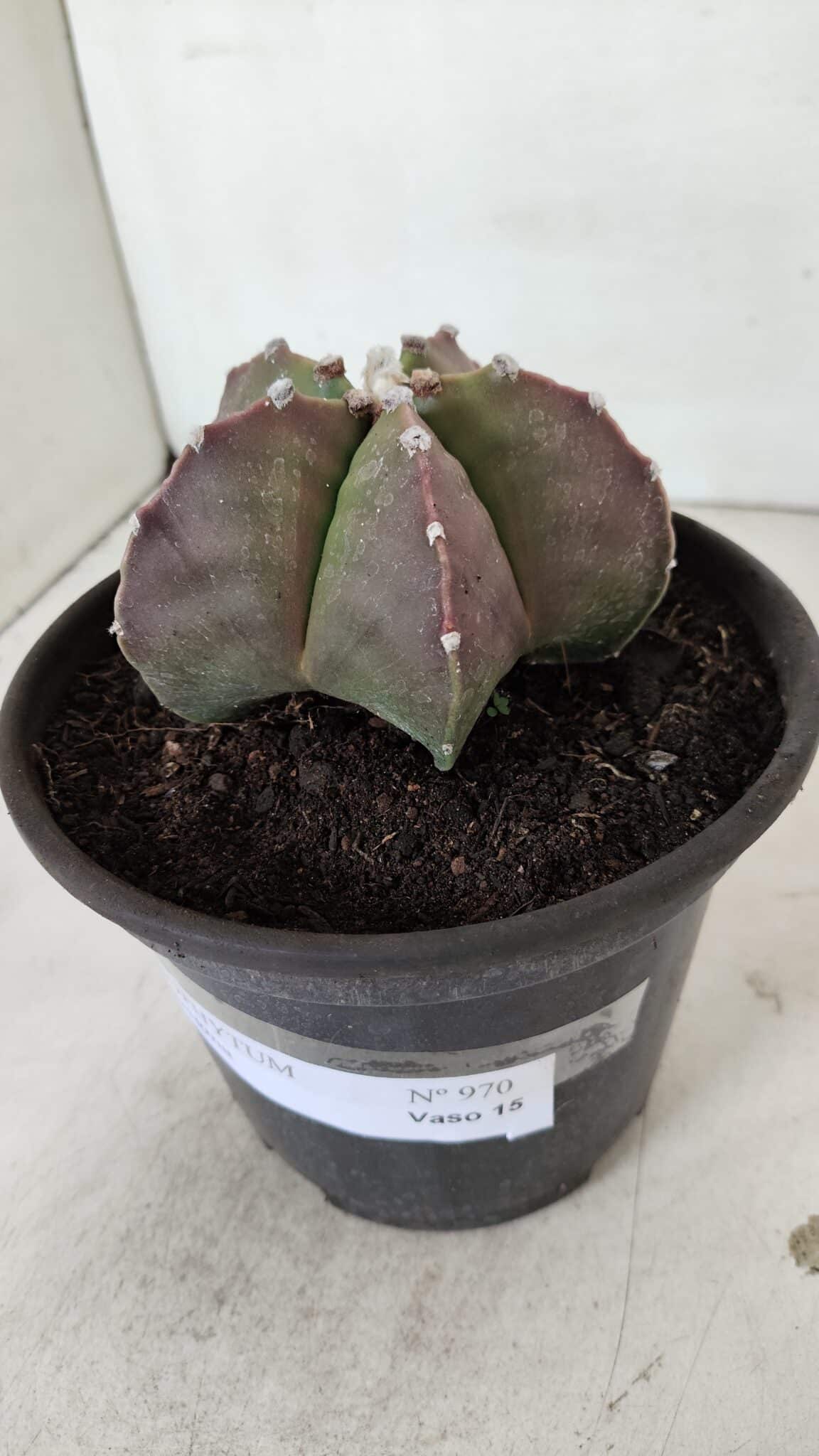 ASTROPHYTUM MYRIOSTIGMA Nº 970 – vaso 15