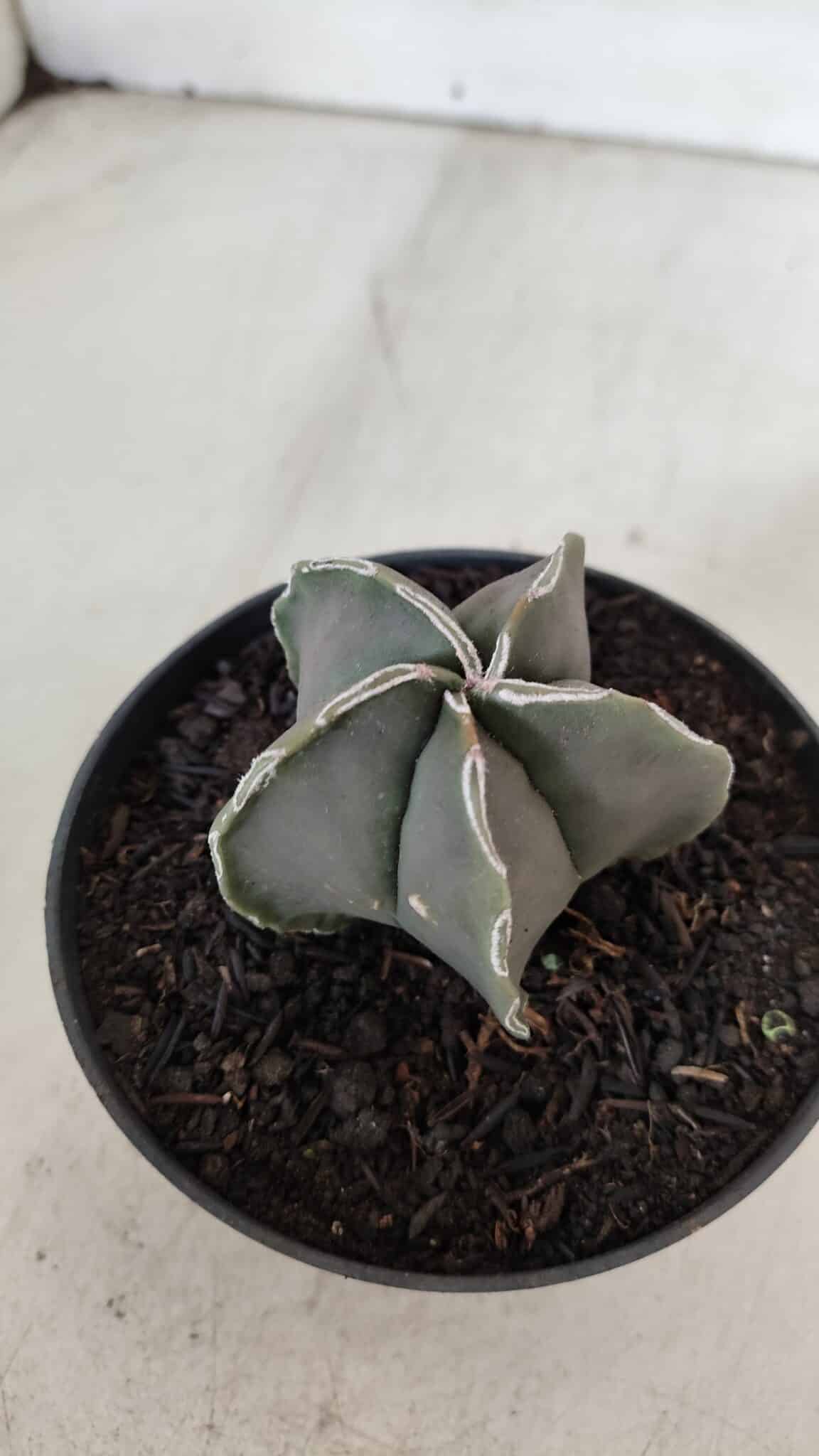 ASTROPHYTUM MYRIOSTIGMA Nº 970 – vaso 11