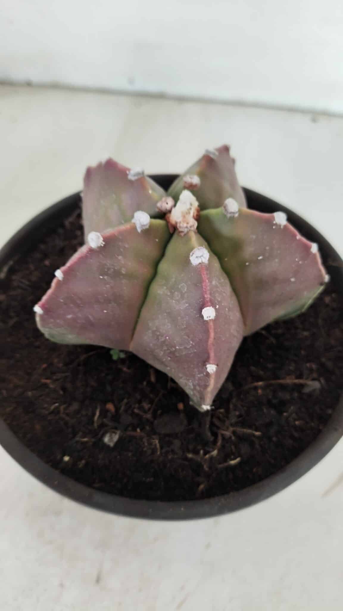 ASTROPHYTUM MYRIOSTIGMA Nº 970 – vaso 15