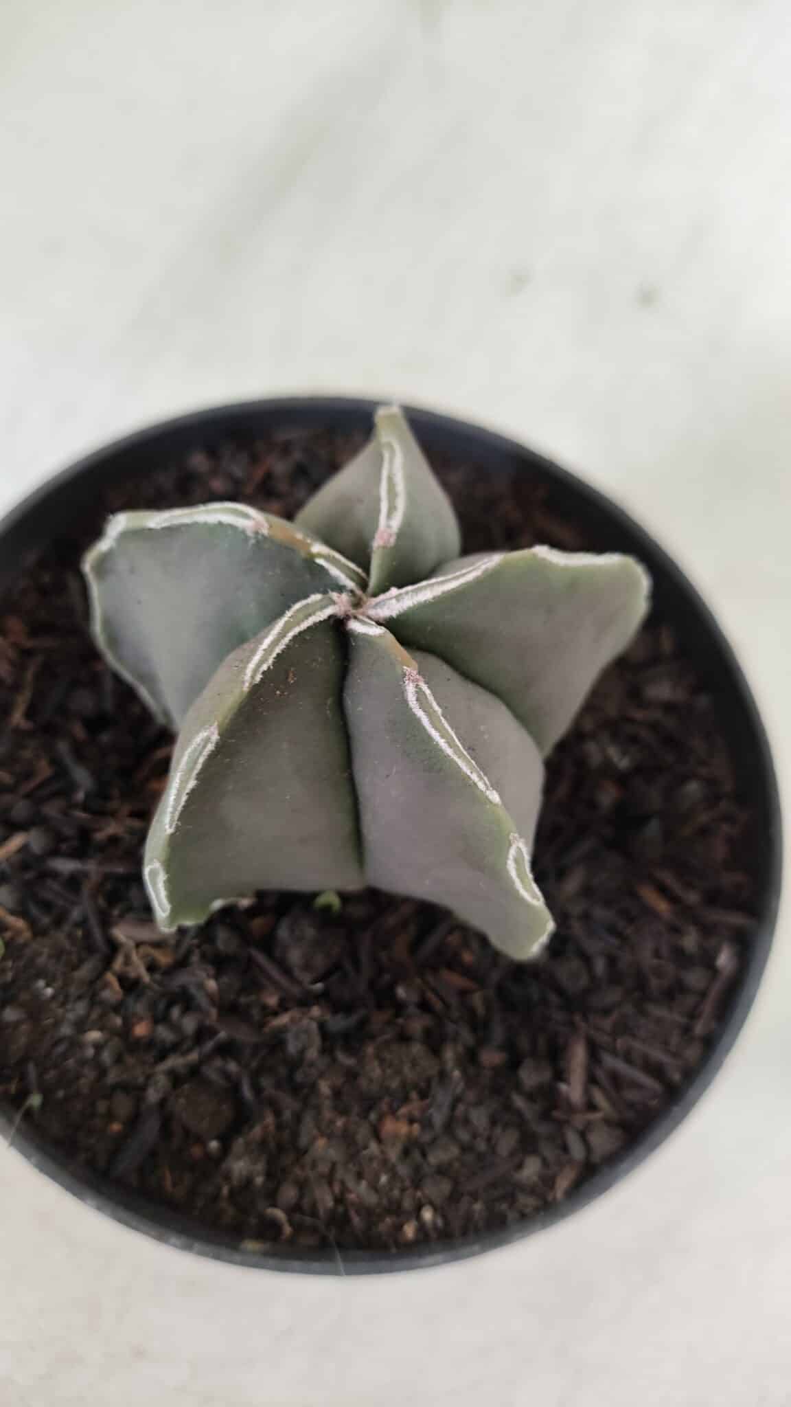 ASTROPHYTUM MYRIOSTIGMA Nº 970 – vaso 11