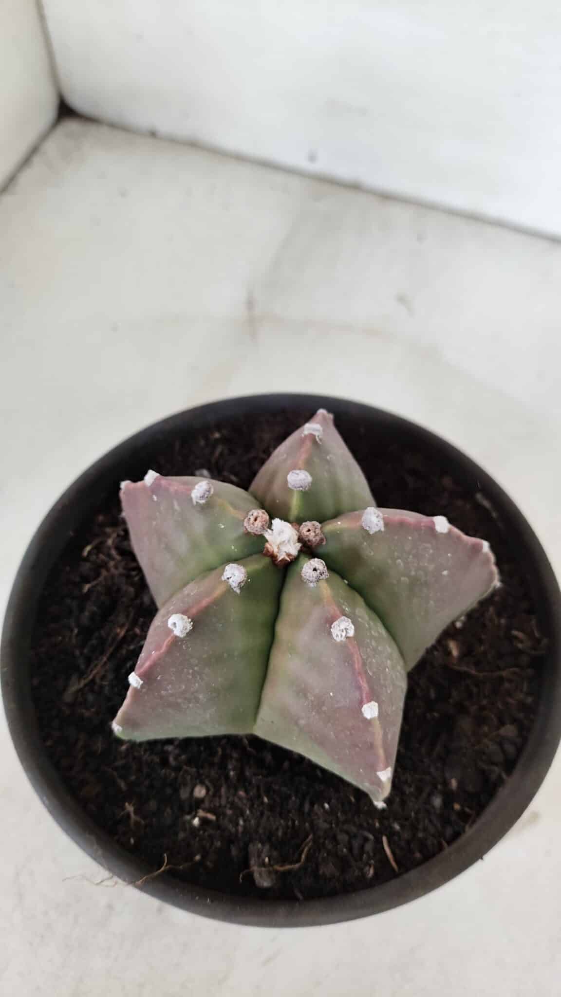ASTROPHYTUM MYRIOSTIGMA Nº 970 – vaso 15